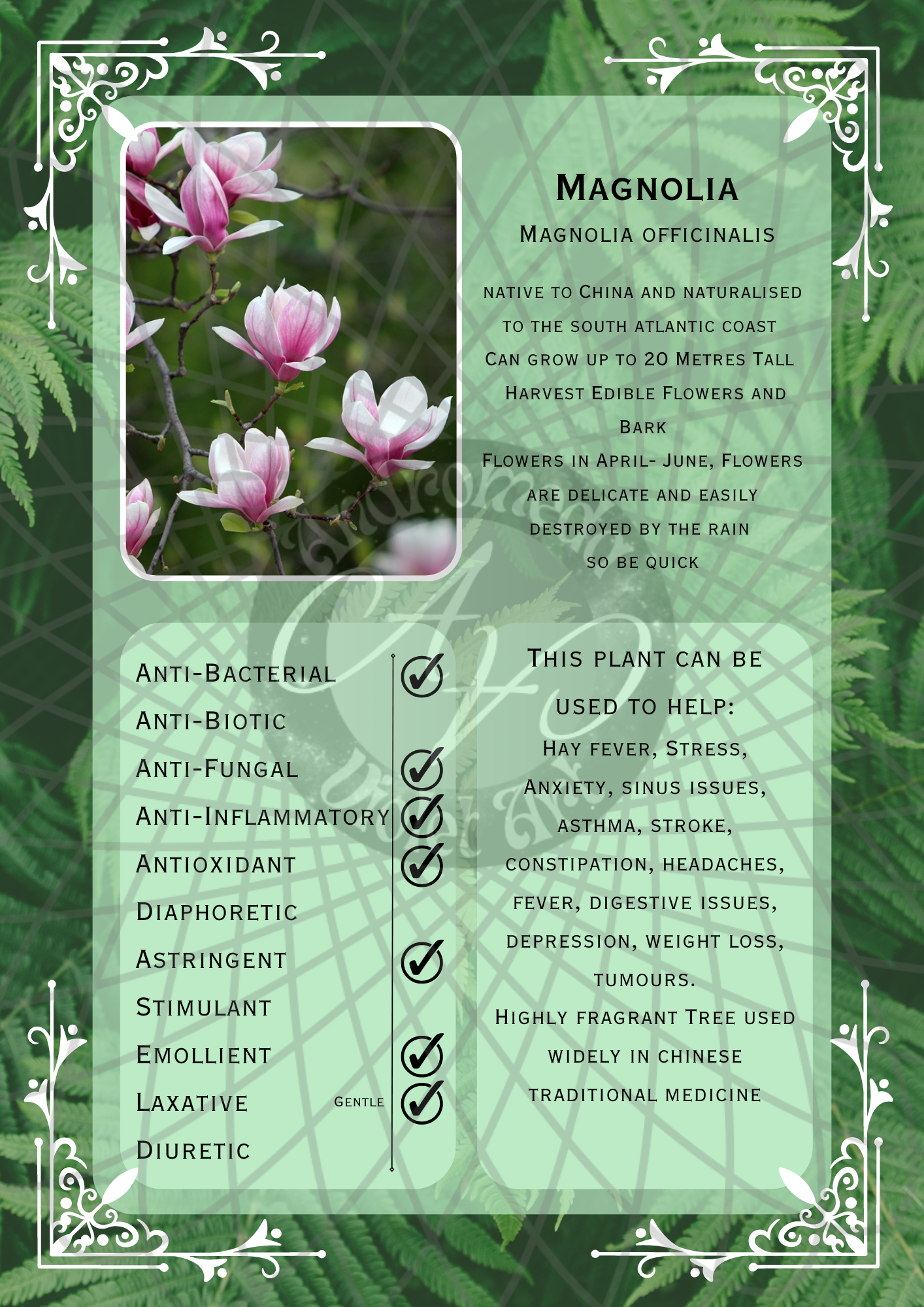 Magnolia Light -WM .png