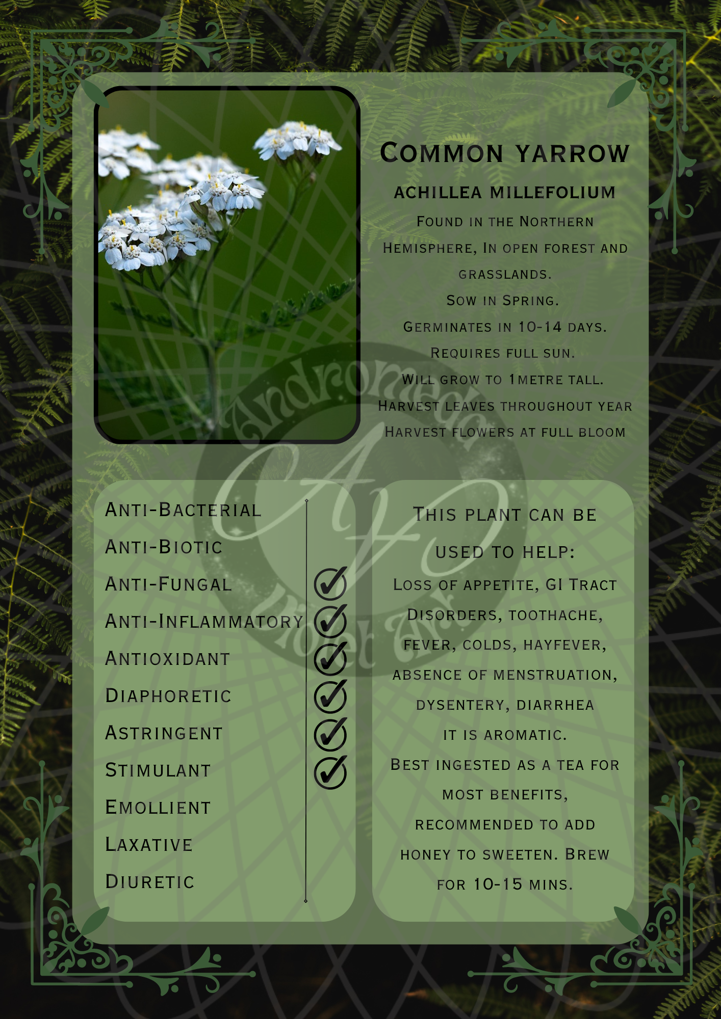 Yarrow Dark -WM.png