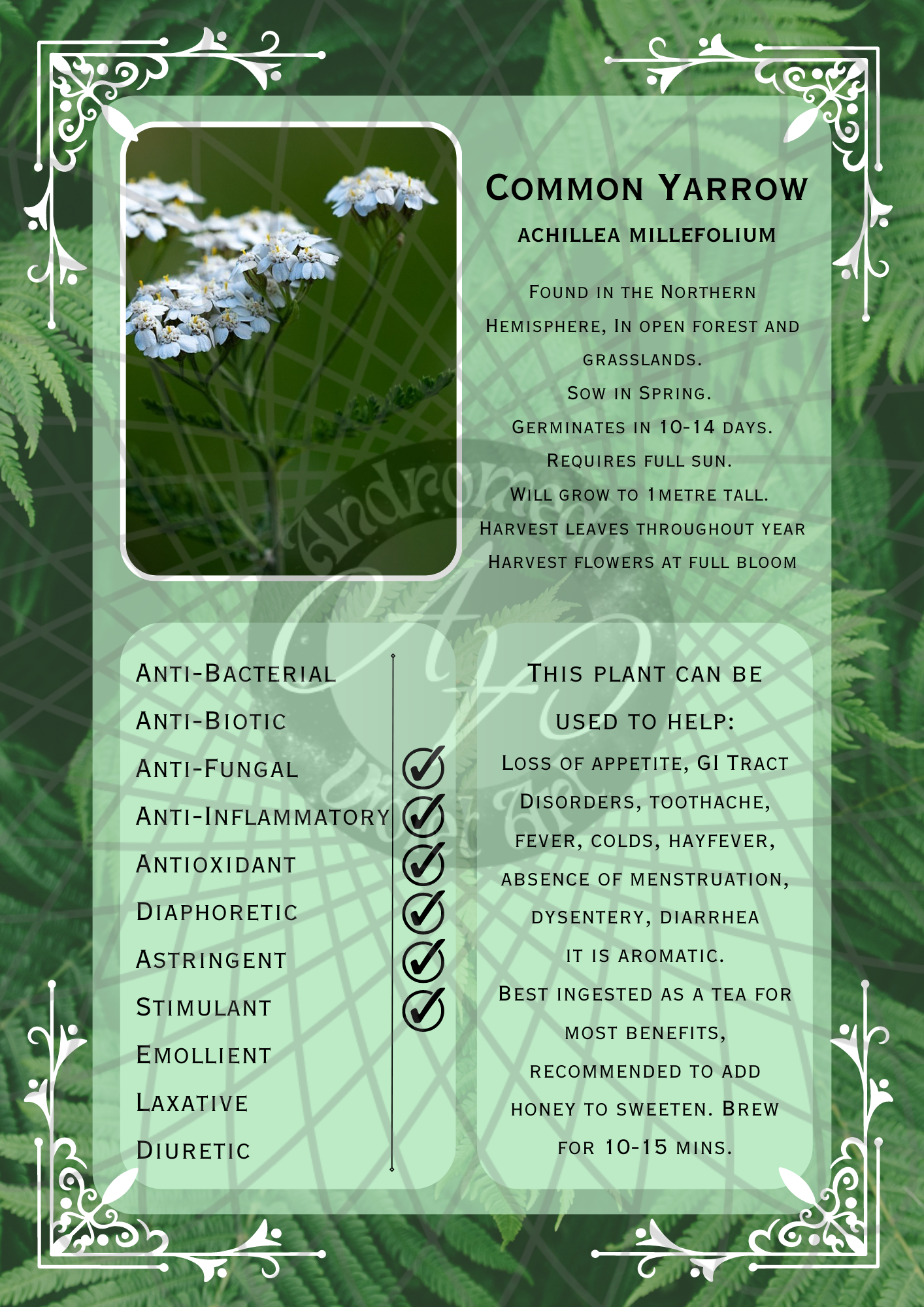 Yarrow Light -WM.png