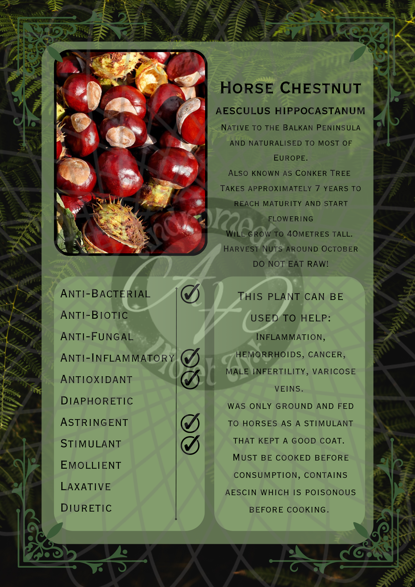 Horse Chestnut Dark -WM.png