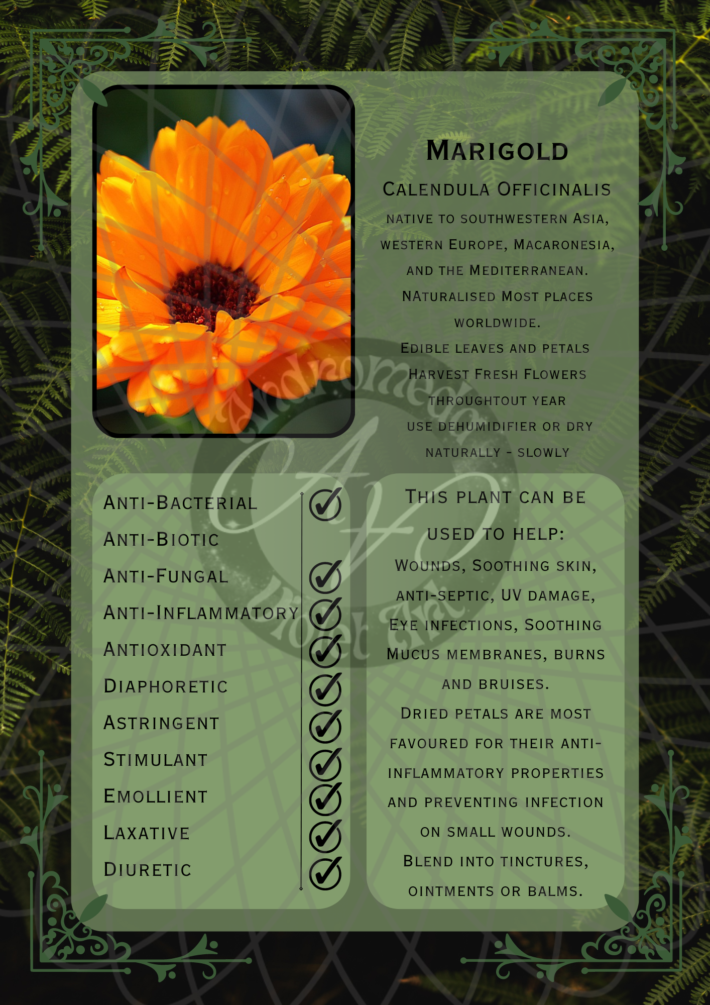 Marigold Dark -WM.png