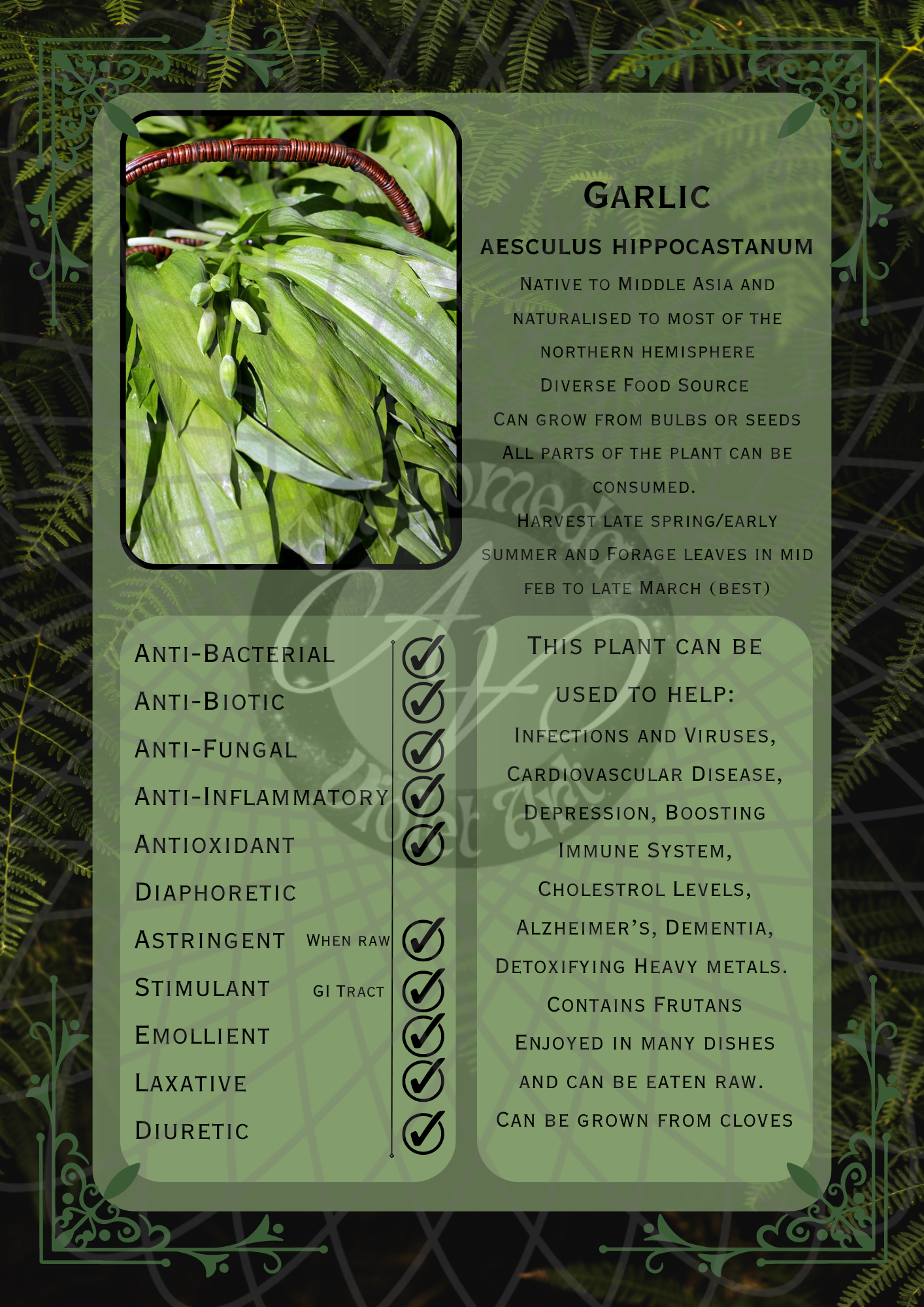 Garlic Dark -WM.png