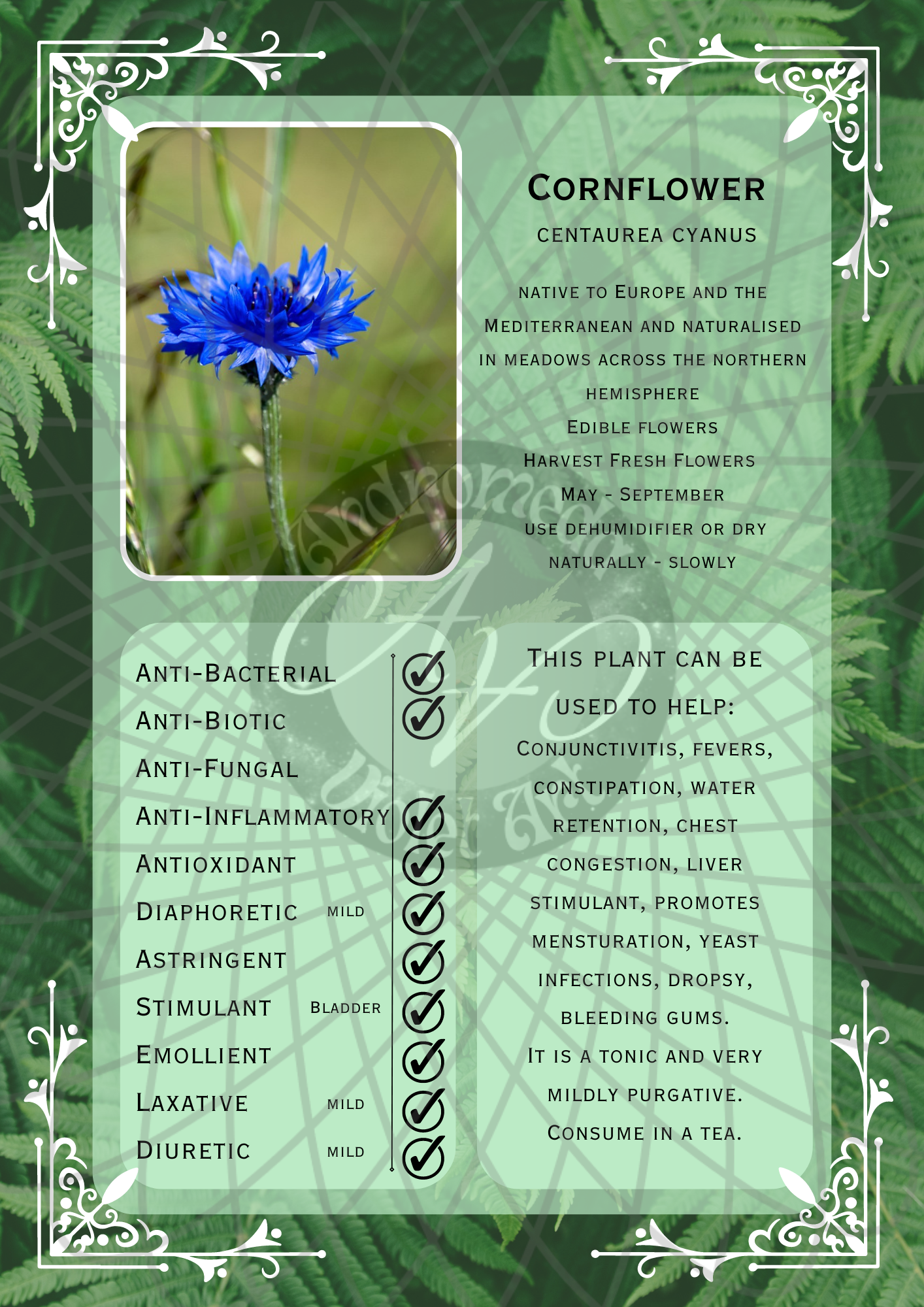 Cornflower Light -WM.png