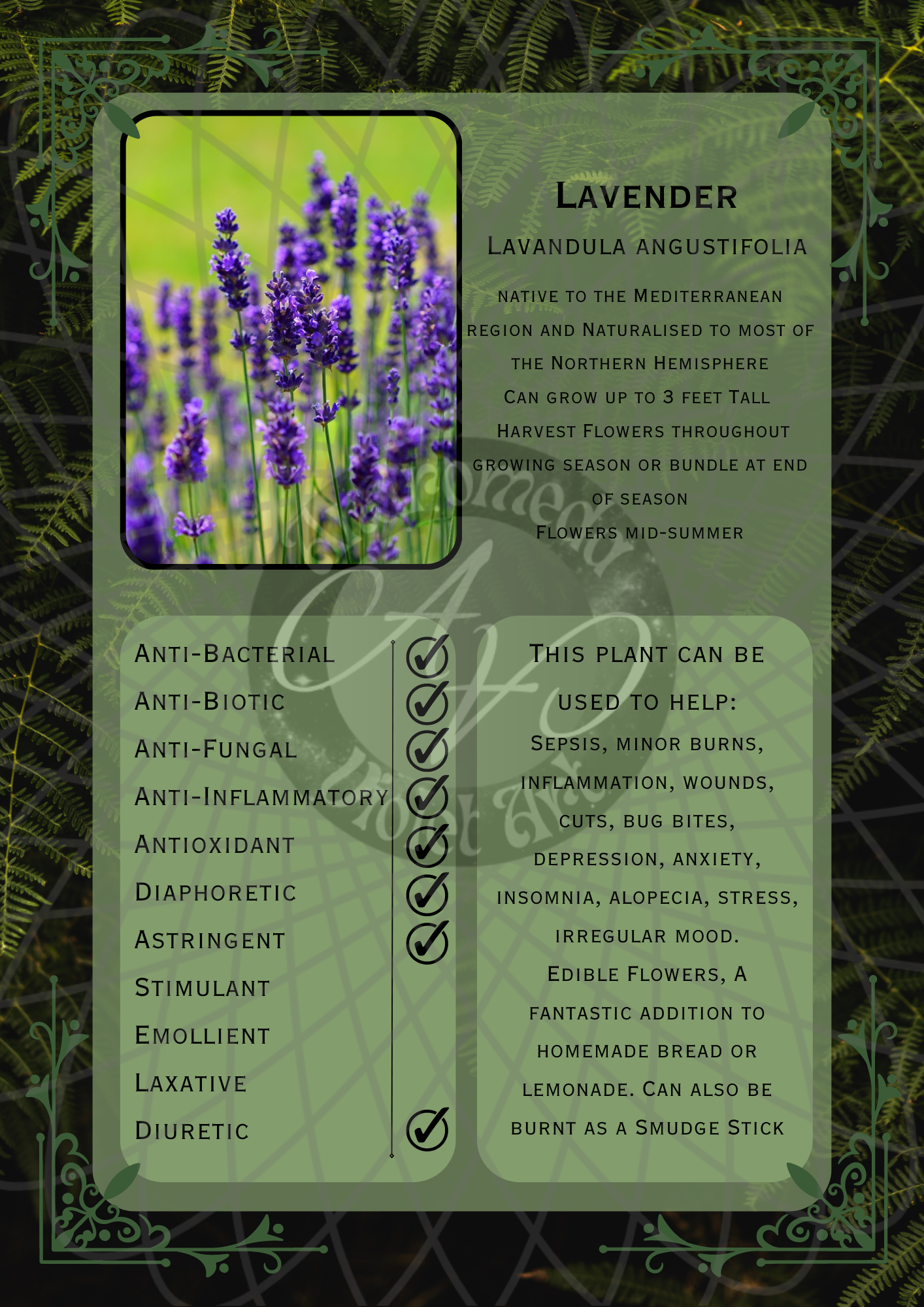 Lavender Dark -WM .png