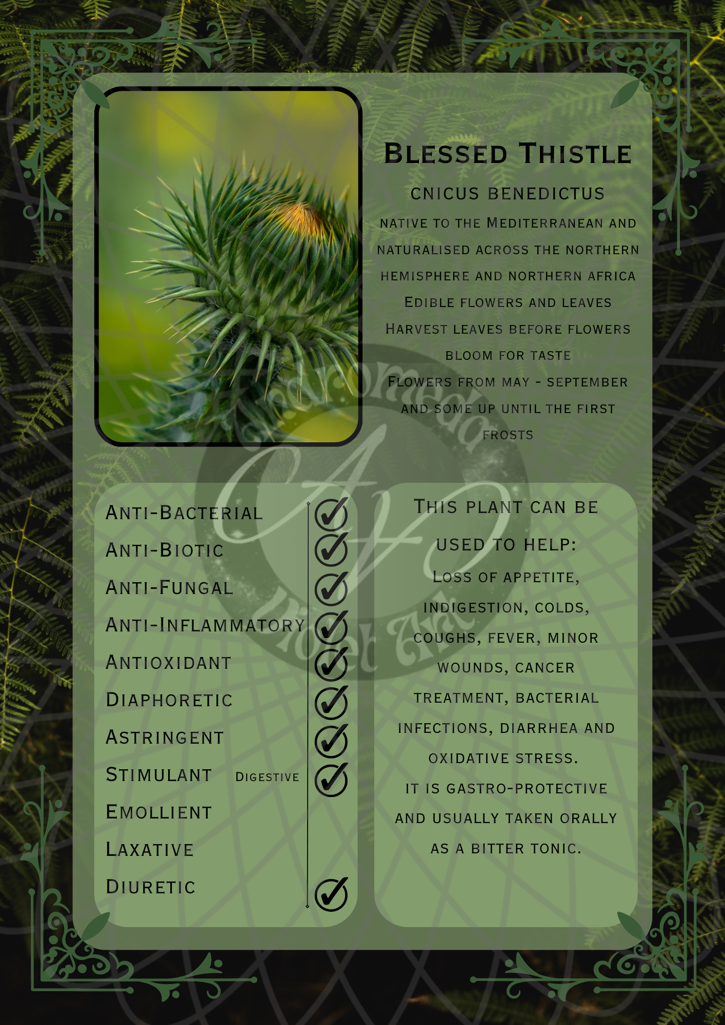 Blessed Thistle Dark -WM.png