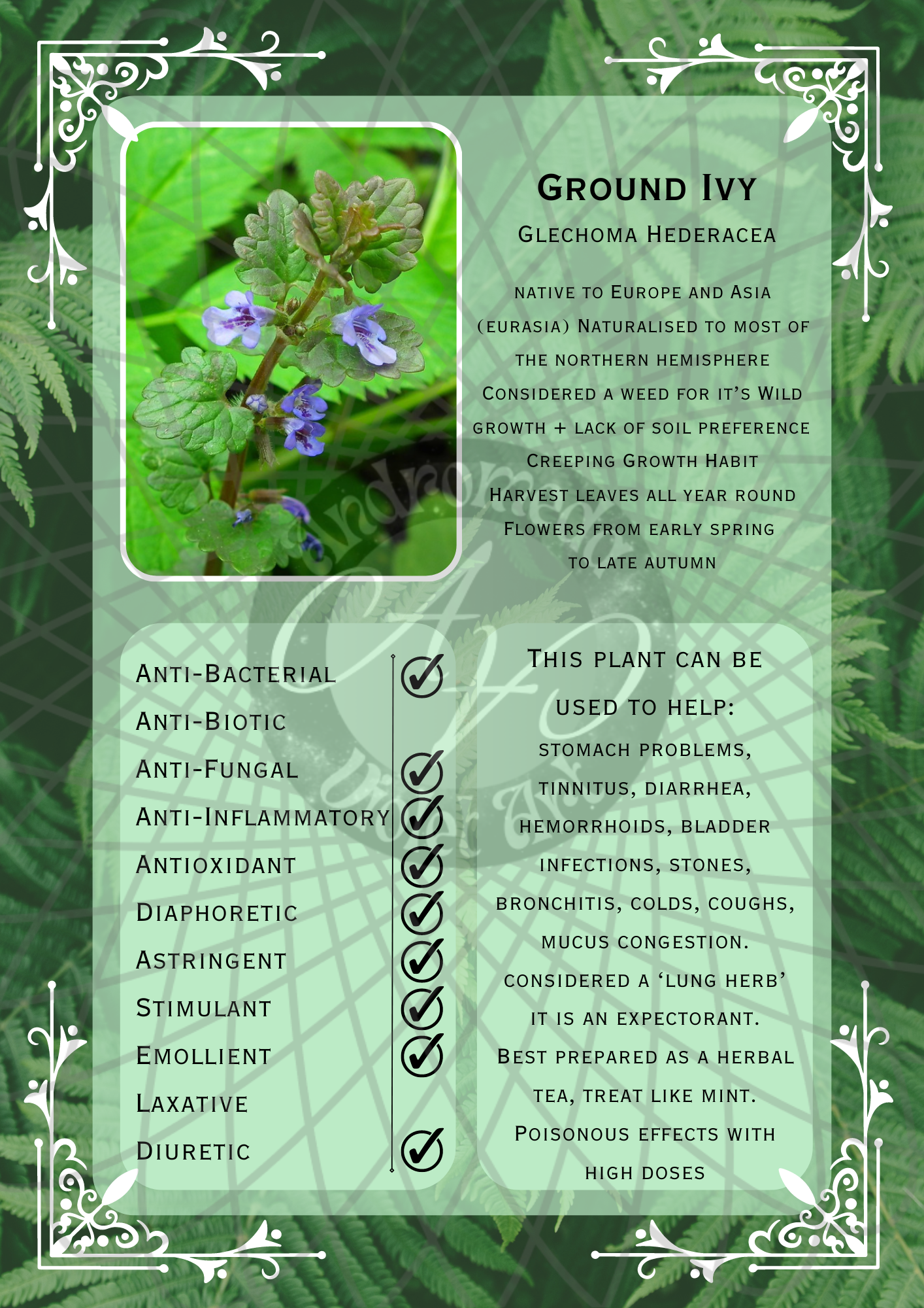 Ground Ivy Light -WM.png