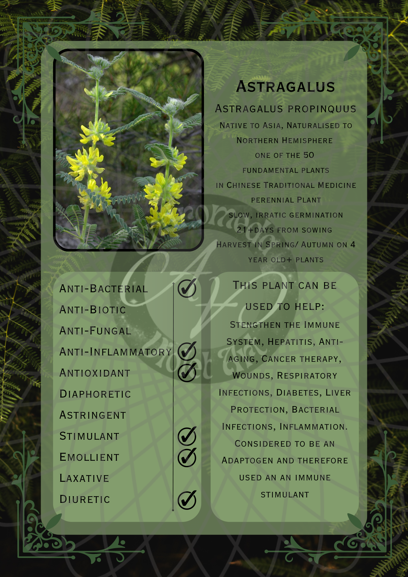 Astragalus Dark -WM.png