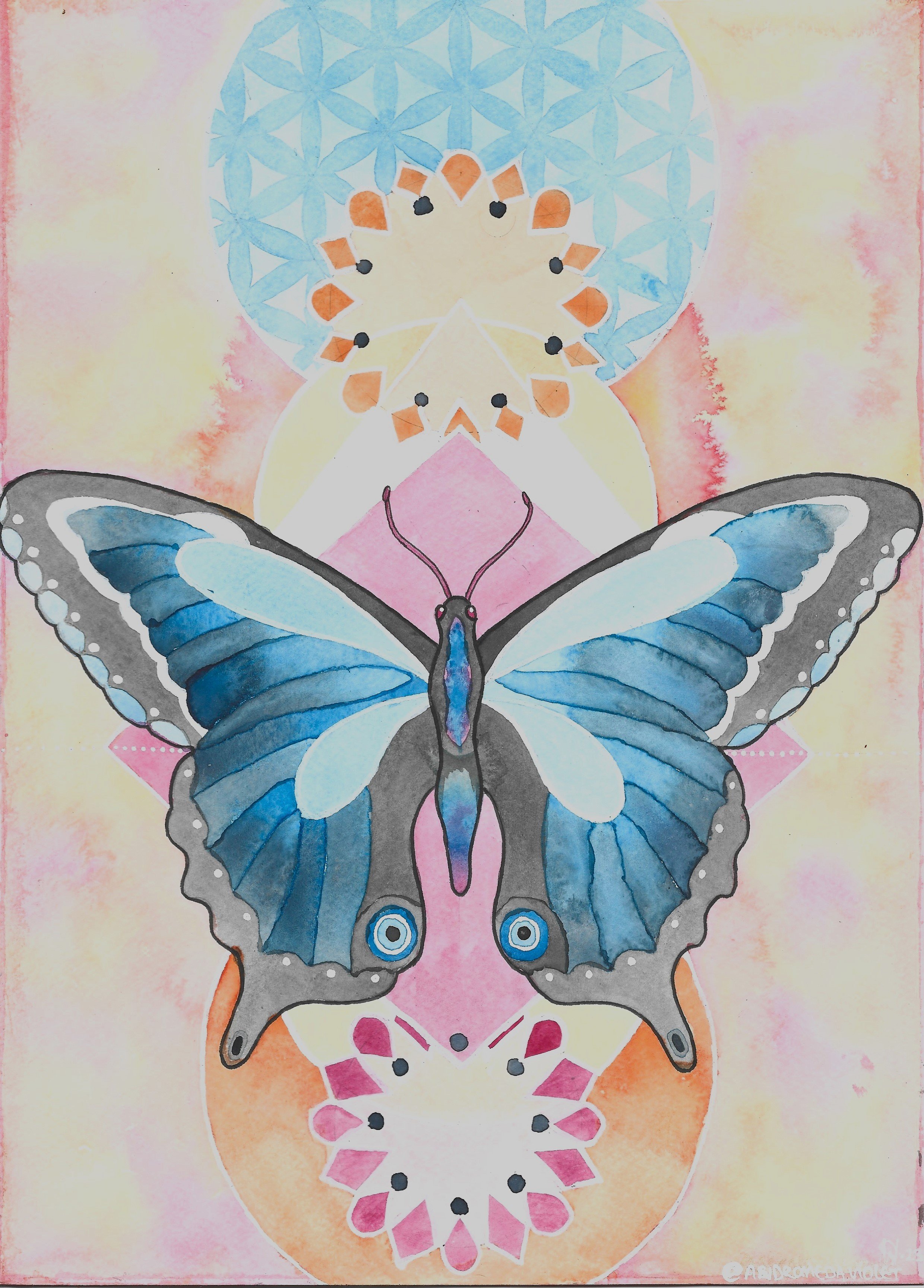 Butterfly Transformation.jpg