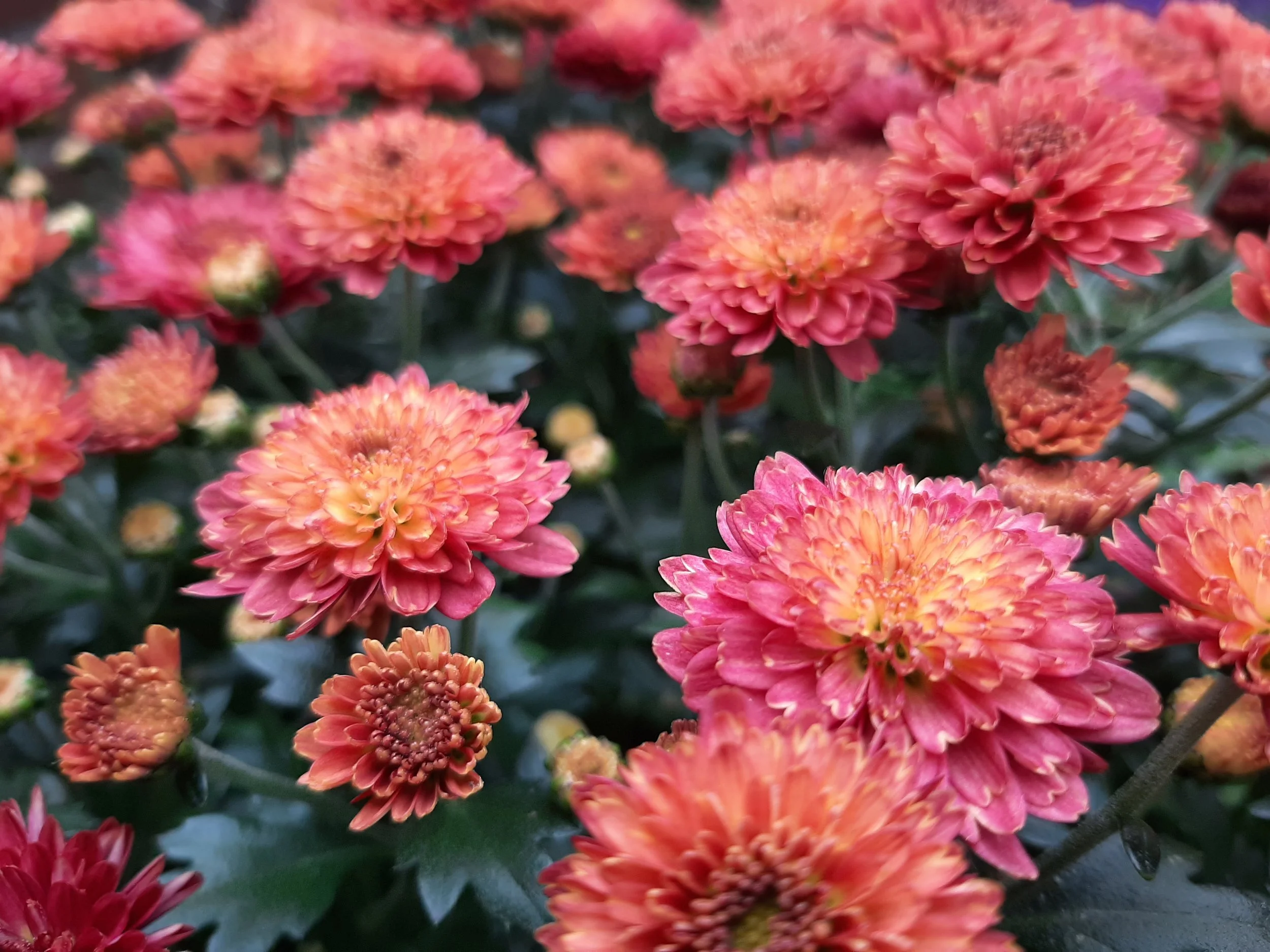 chysanthemum colour edit for andromeda violet art contact page