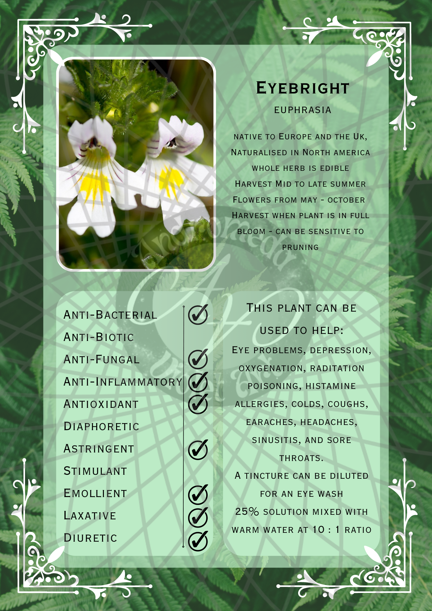 Eyebright Light -WM.png