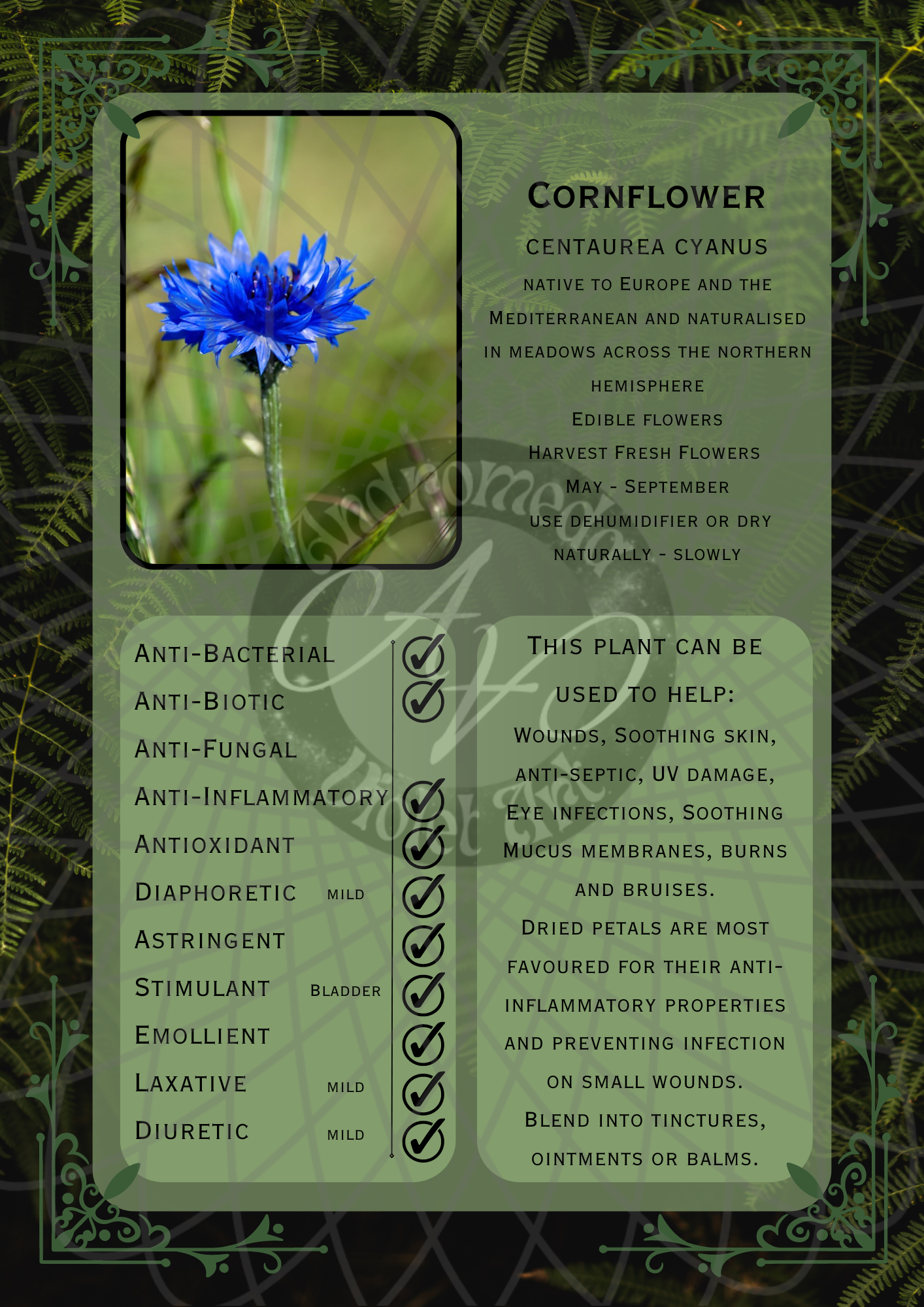 Cornflower Dark -WM.png