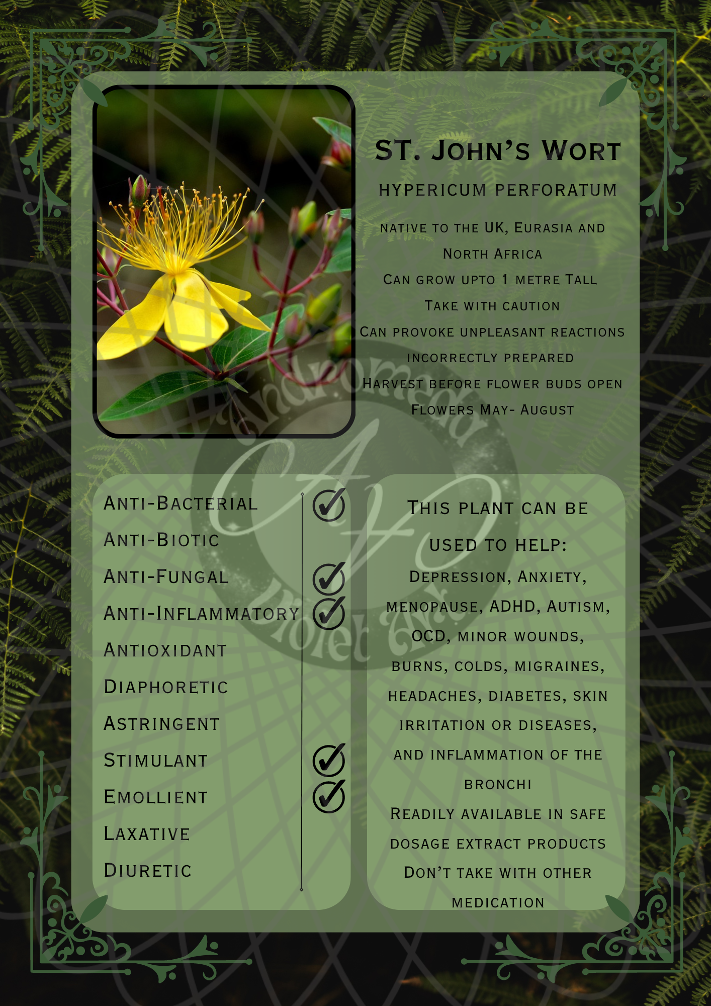 ST. John’s Wort Dark -WM .png