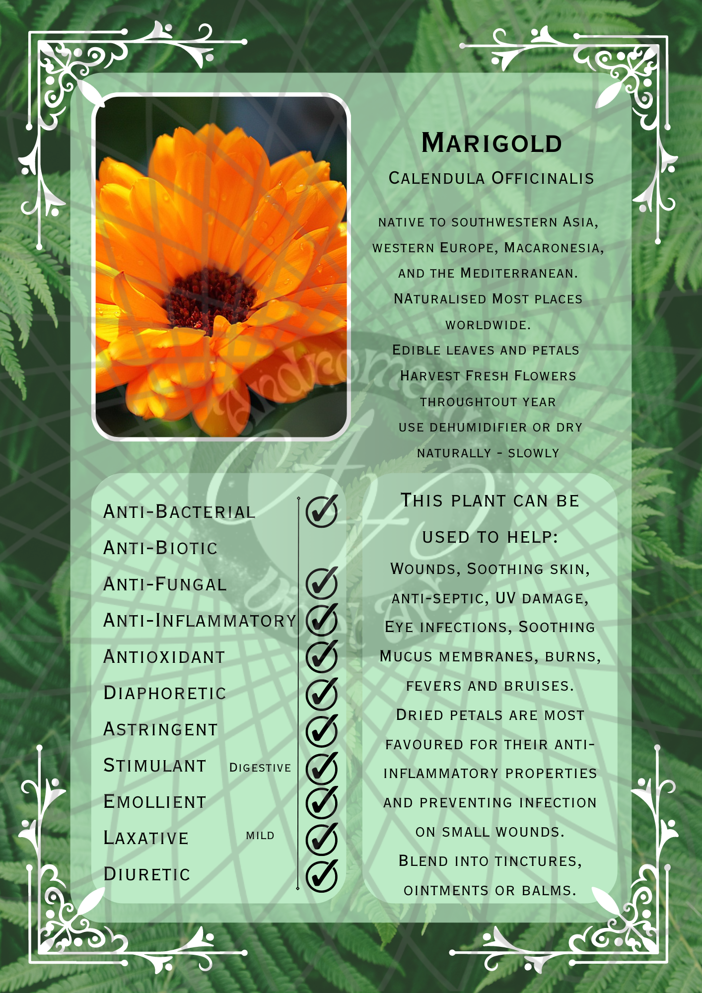 Plant Bish Bundle - Light Mode