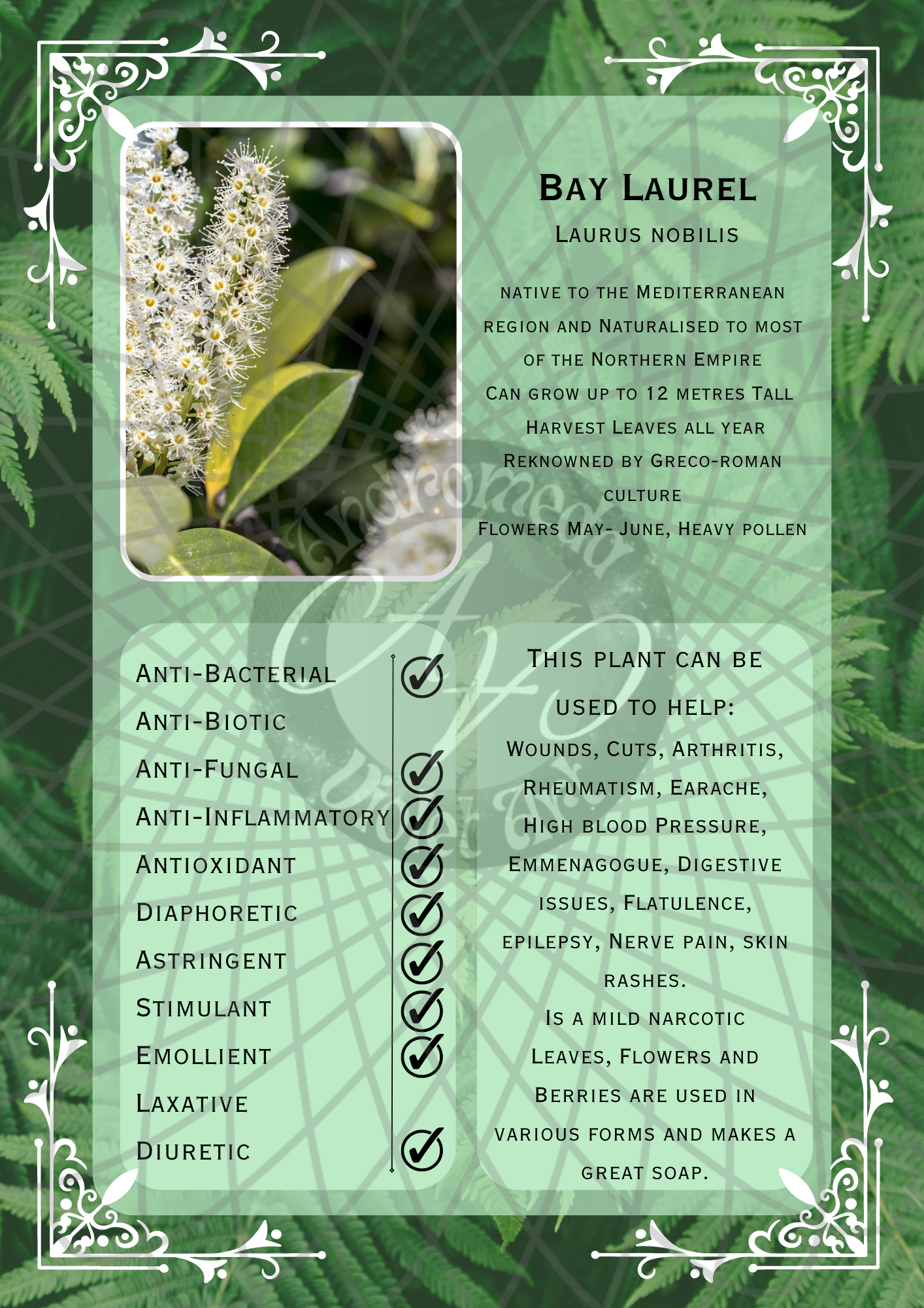 Bay Laurel Light -WM .png