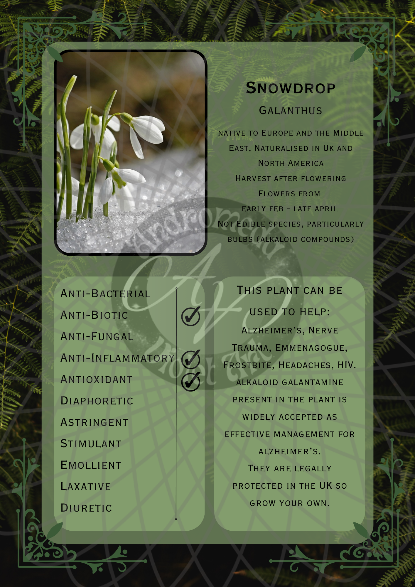 Snowdrop Dark -WM .png