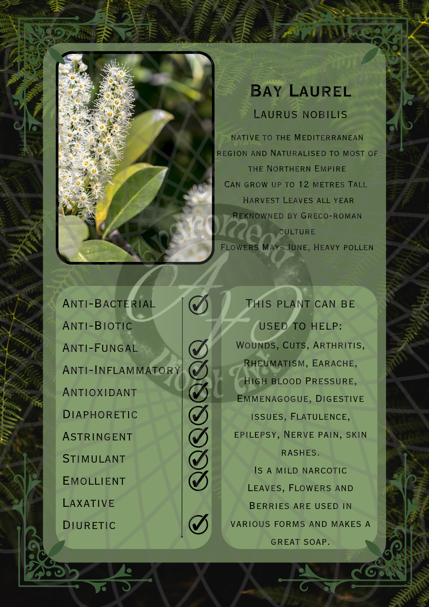Bay Laurel Dark -WM.png