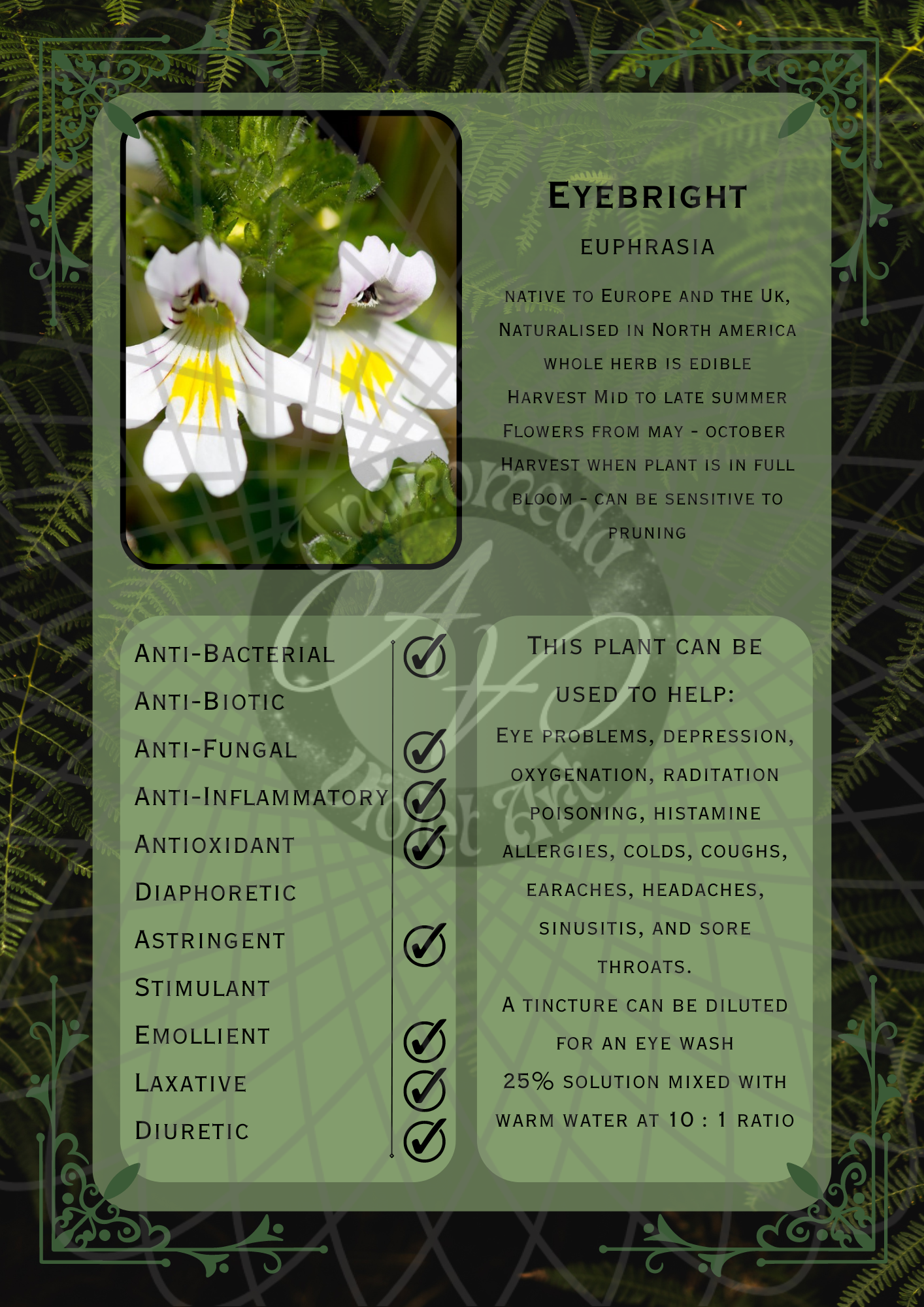 Eyebright Dark -WM .png