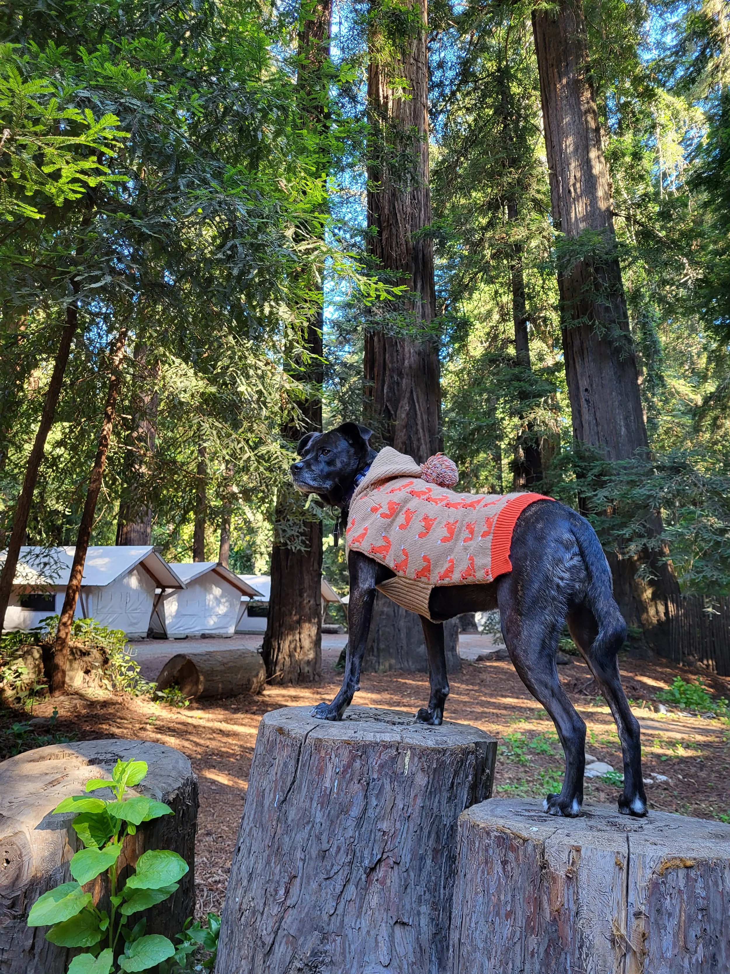 A black dog wearing a tan vest with orange patterns stands on a tree stump in a forest with tall trees and tents in the background.