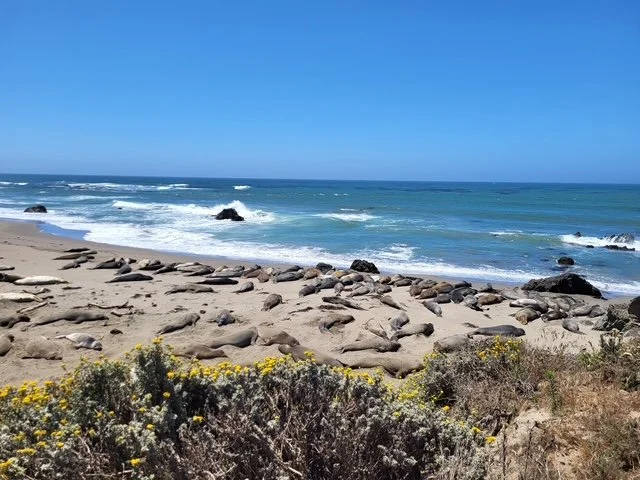 Beach scene with sandy shore, scattered rocks, ocean waves, and clear blue sky.
