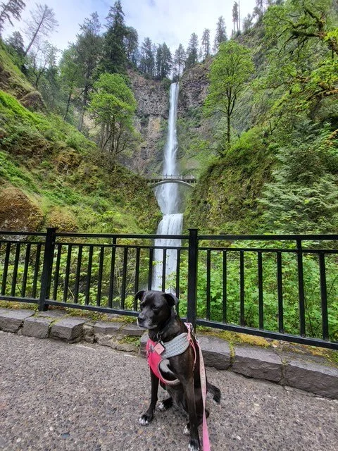 Dog sitting in front of a waterfall with a bridge and lush green trees in the background.