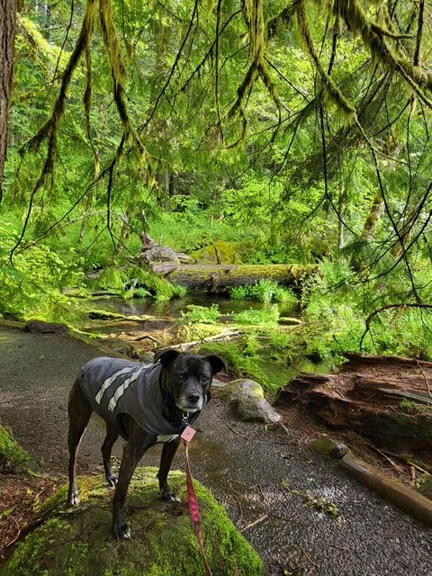 A dog standing on a mossy rock in a lush green forest near a small stream, with hanging moss and dense foliage in the background.