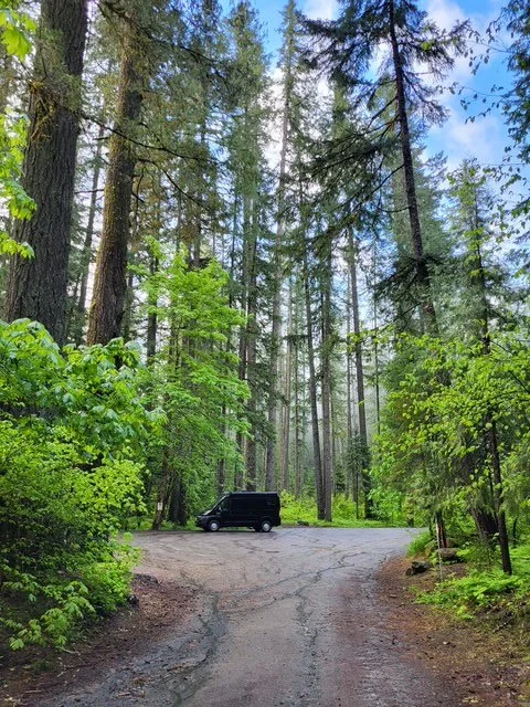 A black van parked at a fork in a forest trail surrounded by tall pine trees and lush green foliage under a clear blue sky.