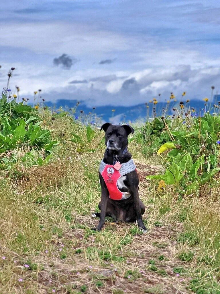 A black dog wearing a red and gray harness sits on a dirt path among green plants and flowers, with a cloudy sky and mountain in the background.