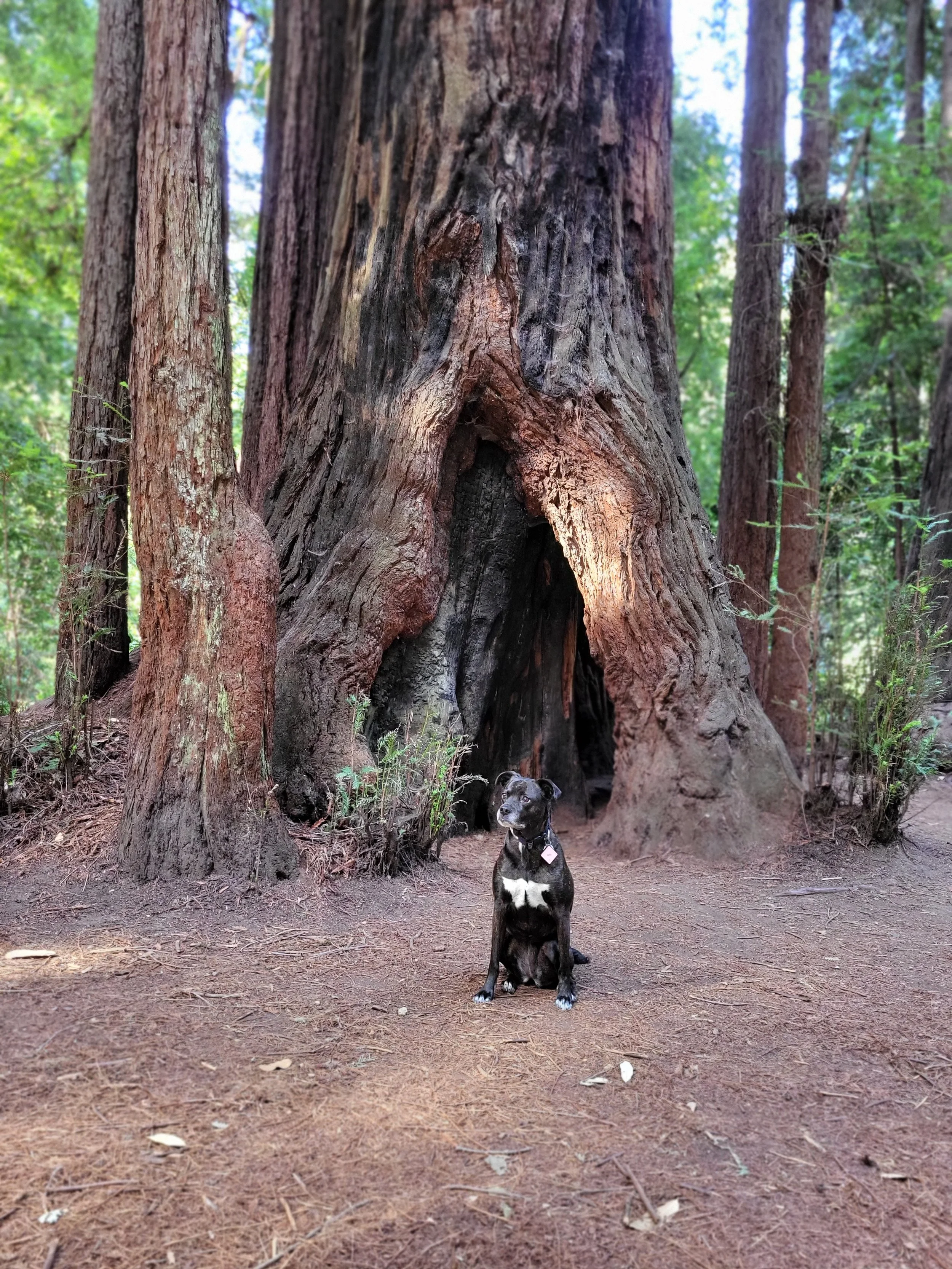 A black dog sitting in front of a large hollowed tree trunk in a forest with tall trees and green foliage.