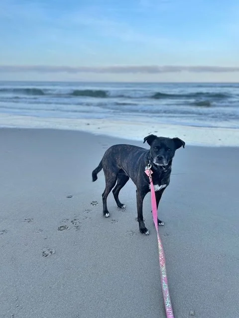 A black dog on a sandy beach with footprints, facing the camera, with ocean waves and a blue sky in the background.