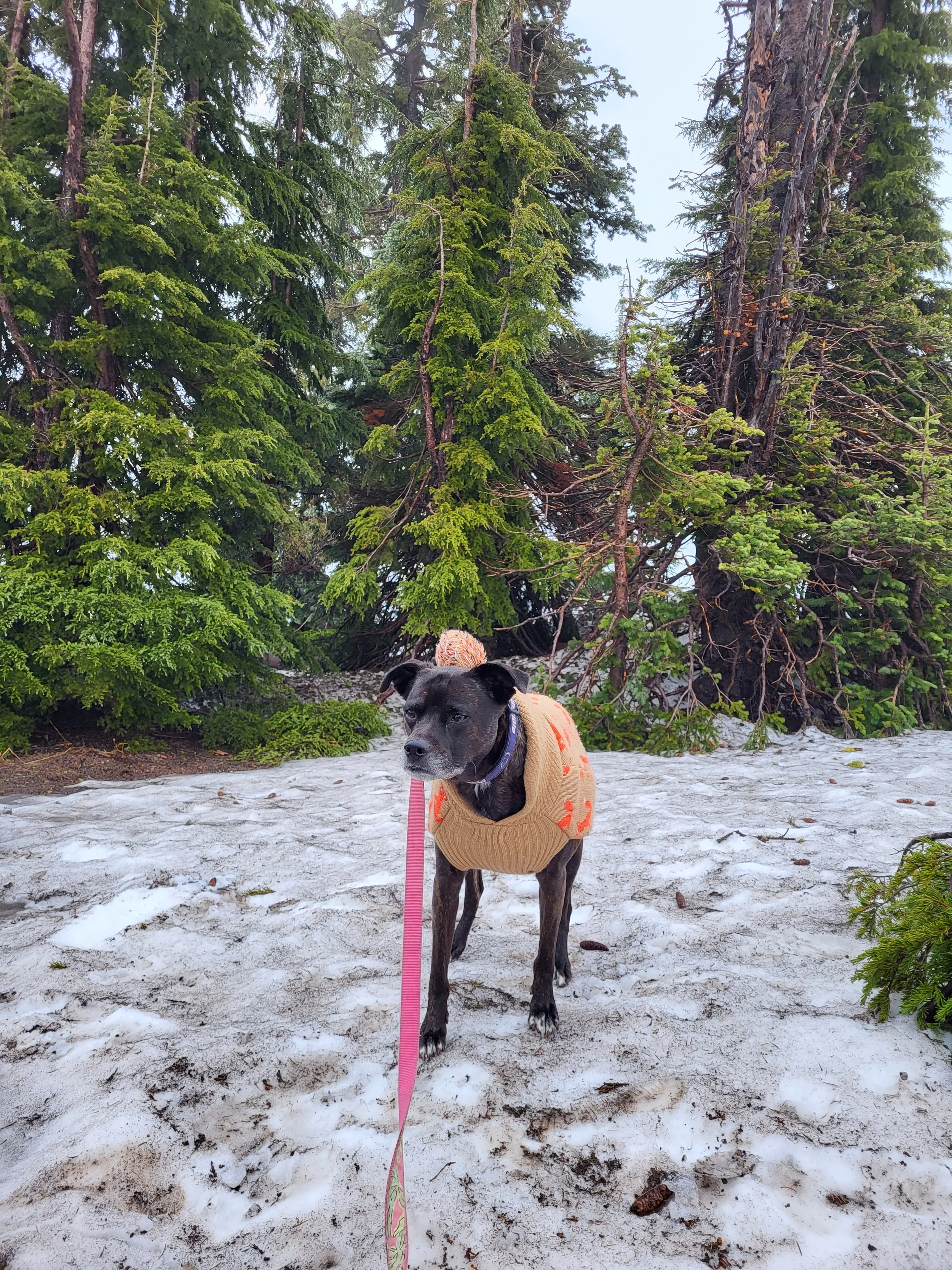 A black dog wearing a beige sweater with orange patterns stands on snow-covered ground in front of green pine trees, on a cloudy day.