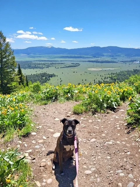 A black and white dog sitting on a dirt trail surrounded by yellow wildflowers, with a scenic landscape of green fields, trees, and distant mountains under a bright blue sky with some clouds.
