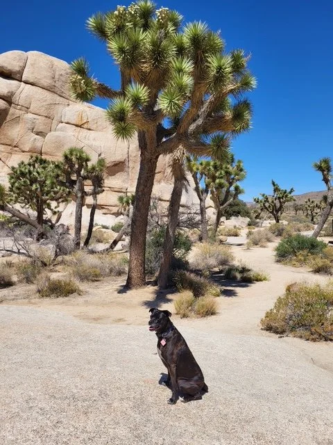 A black dog sitting on sandy ground in a desert landscape with a large Joshua tree, other desert plants, and rocks under a clear blue sky.