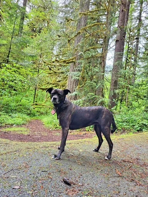 A black dog standing on a dirt trail in a lush green forest with tall trees and moss-covered branches.