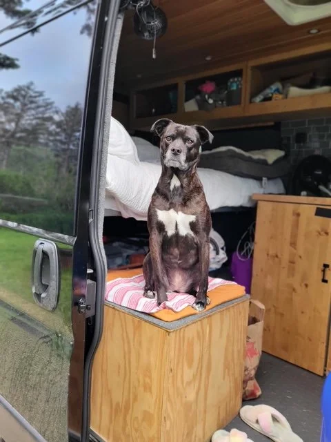 A small dog sitting on a wooden cabinet inside a camper van, with a bed and shelves visible in the background.