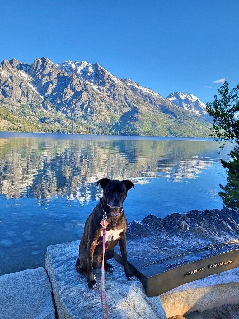 A dog sitting on rocks by a lake with reflections of snow-capped mountains in the background.