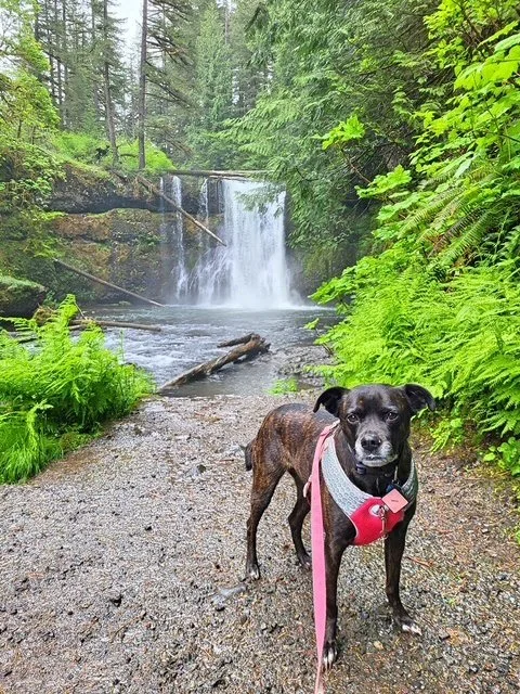 A black dog with a pink harness standing on a gravel trail near a waterfall in a lush green forest.