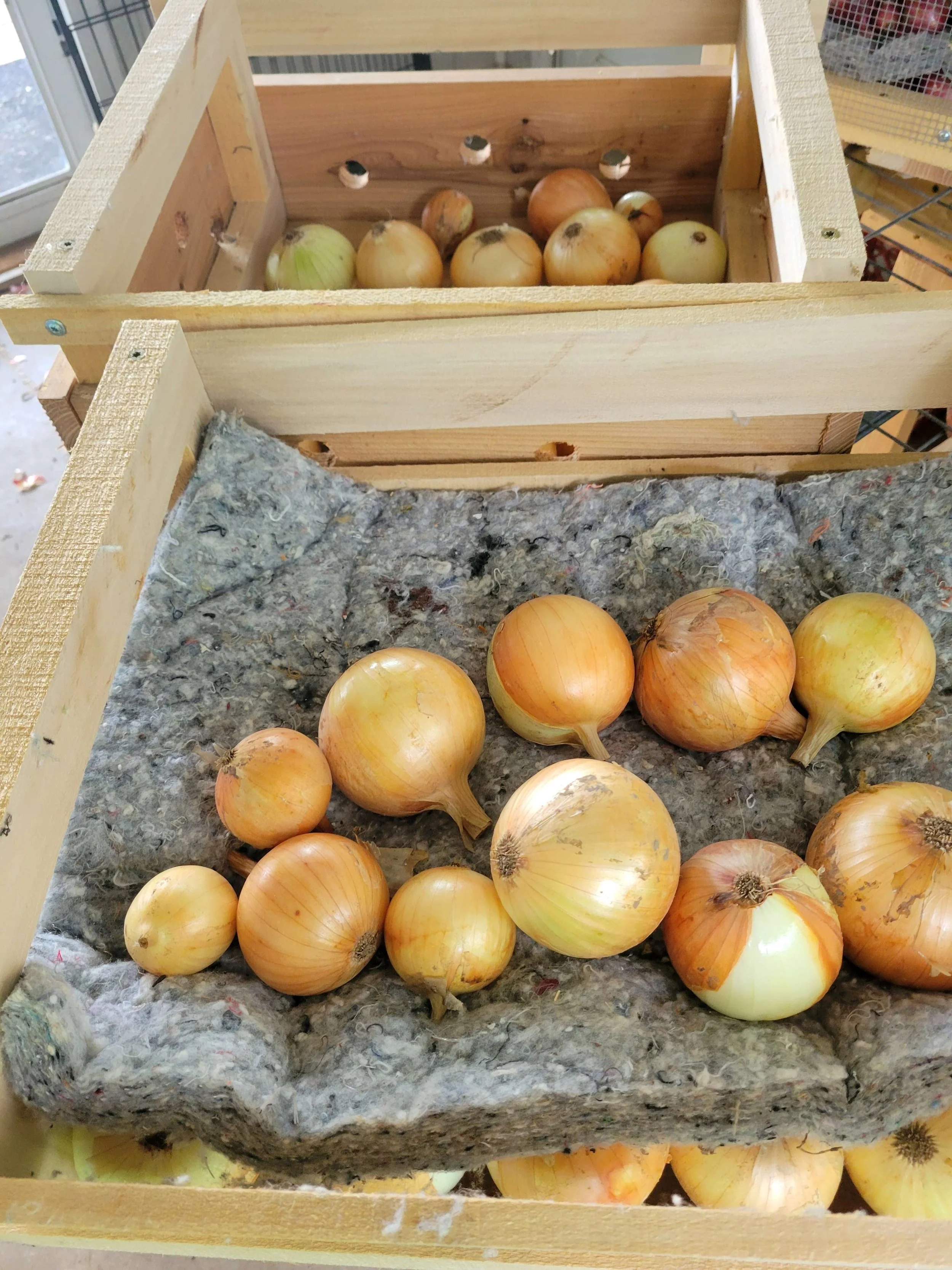 Onions for dyeing.jpg