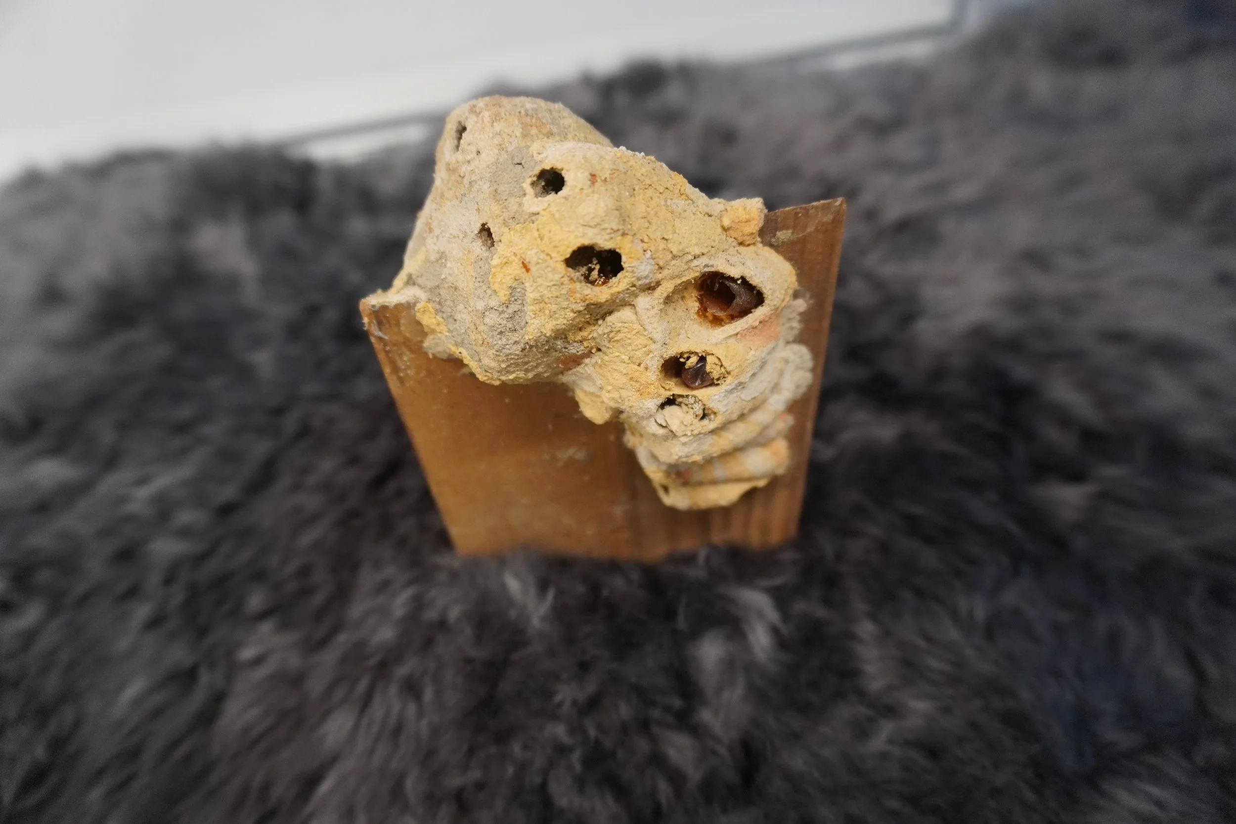 A mud Dober's nest on a block of wood.