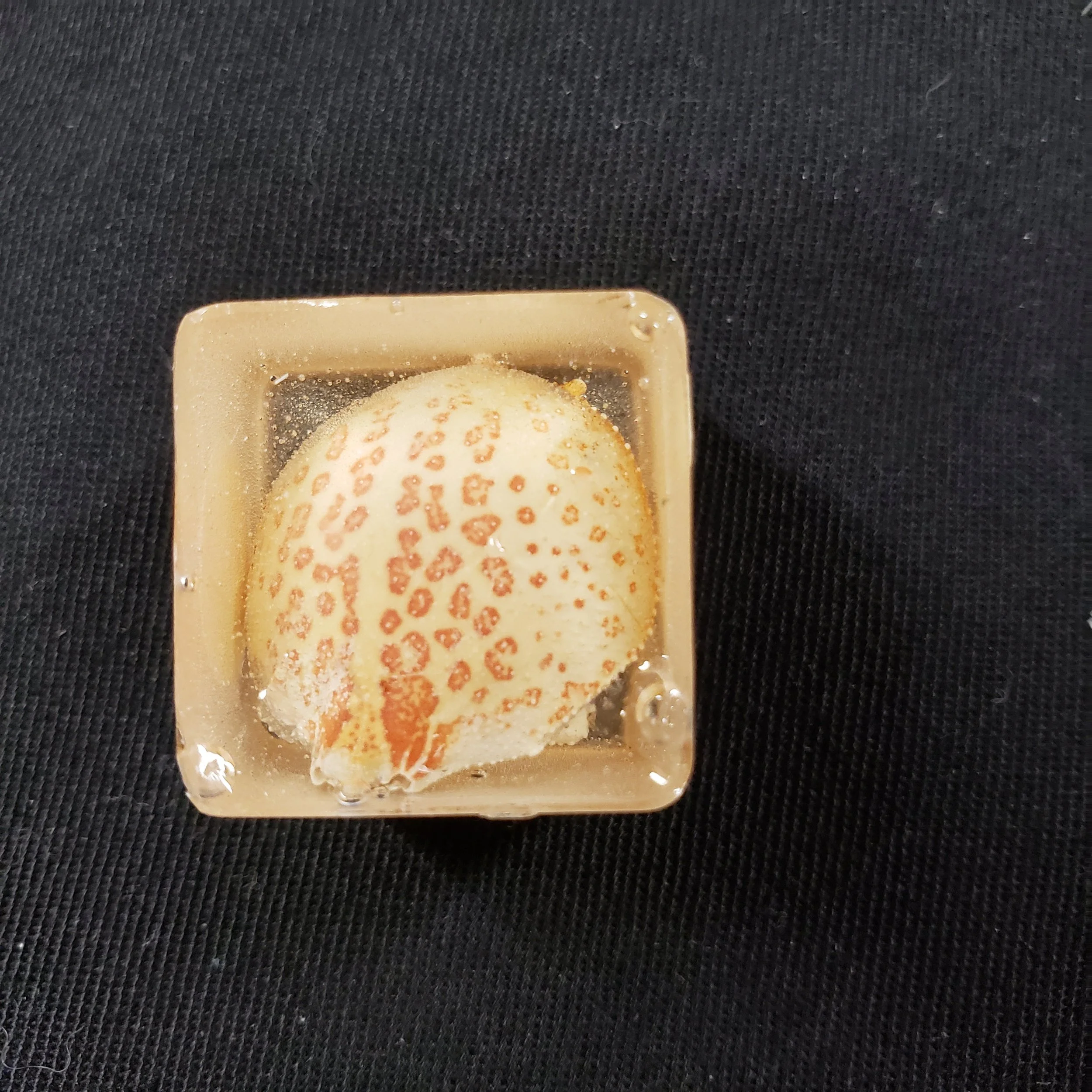 Resin-Encased Purse Crab