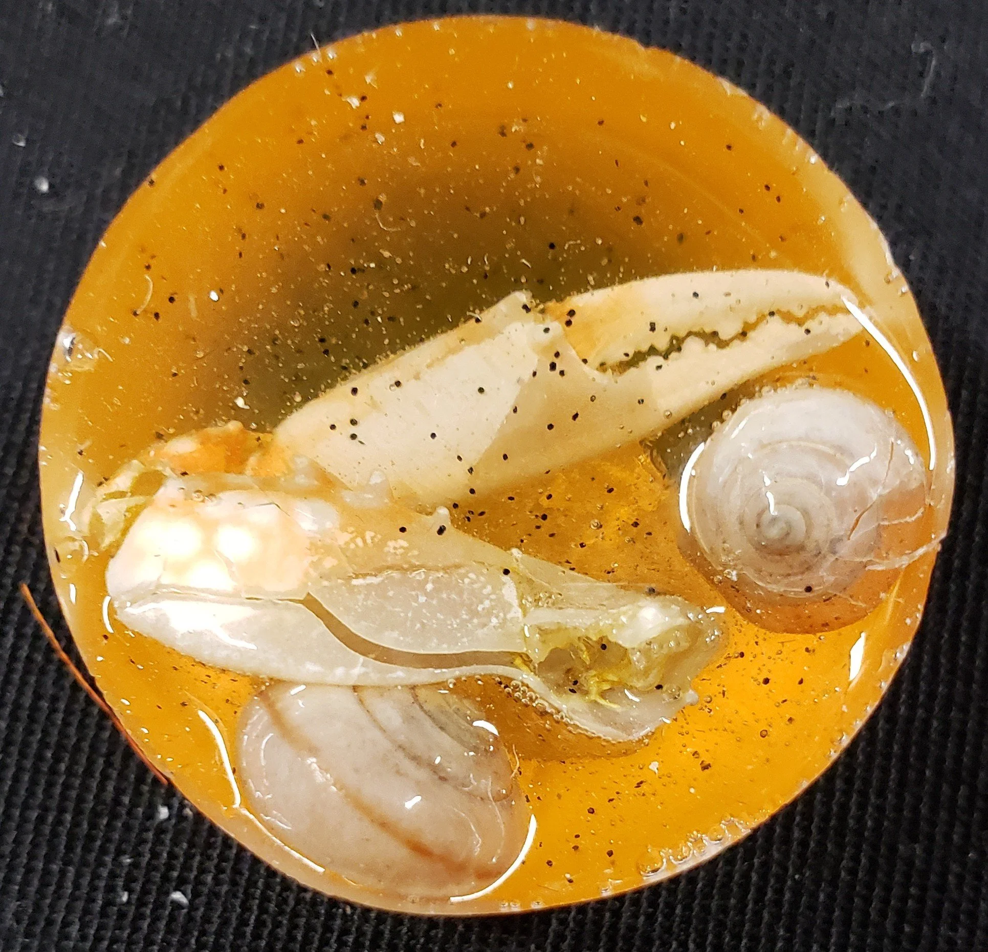 Sea Life Fossil Resin Disc