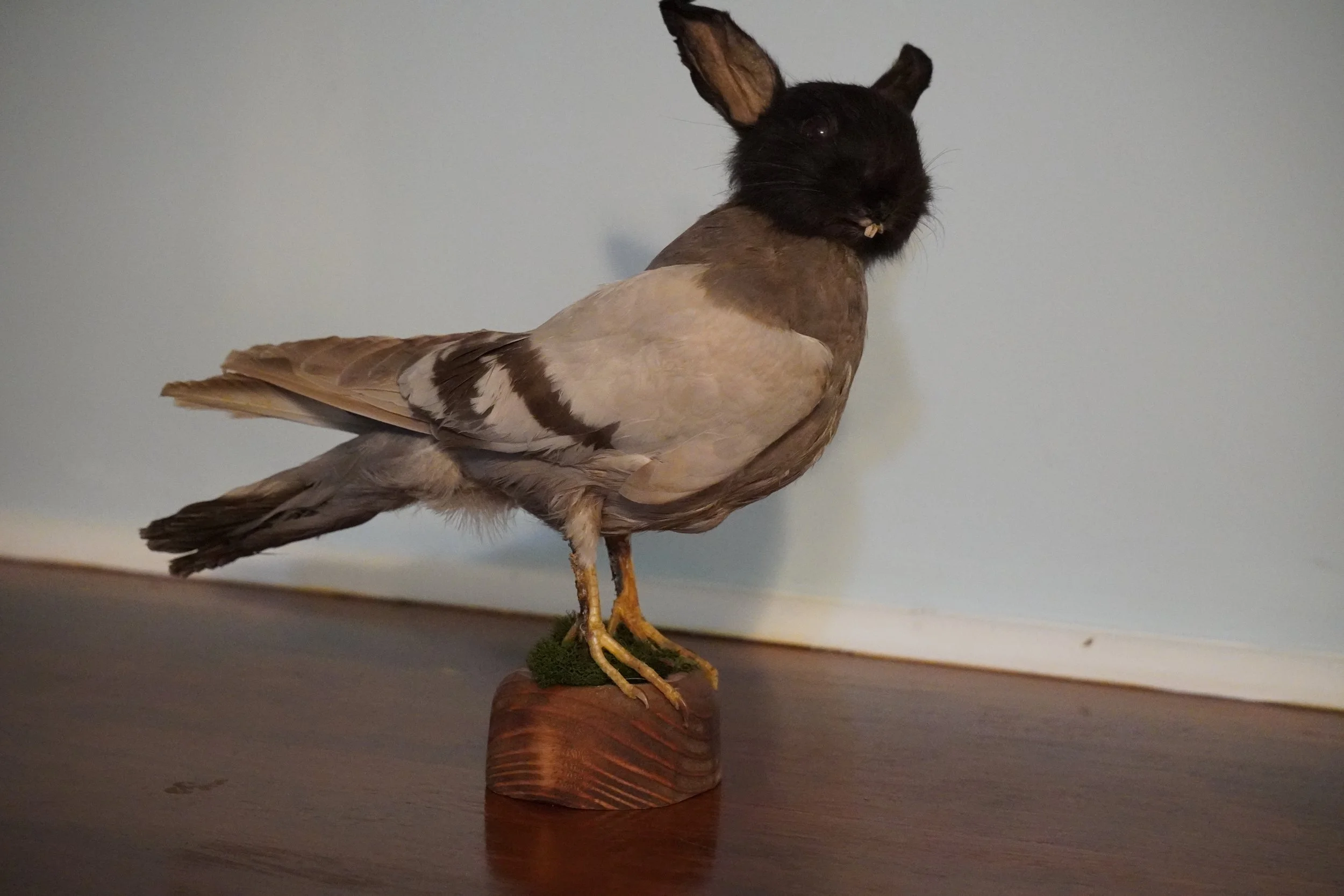 A mounted bird with a cat's head replacing the bird's head, sitting on a wooden base on a hardwood floor, with a plain wall in the background.