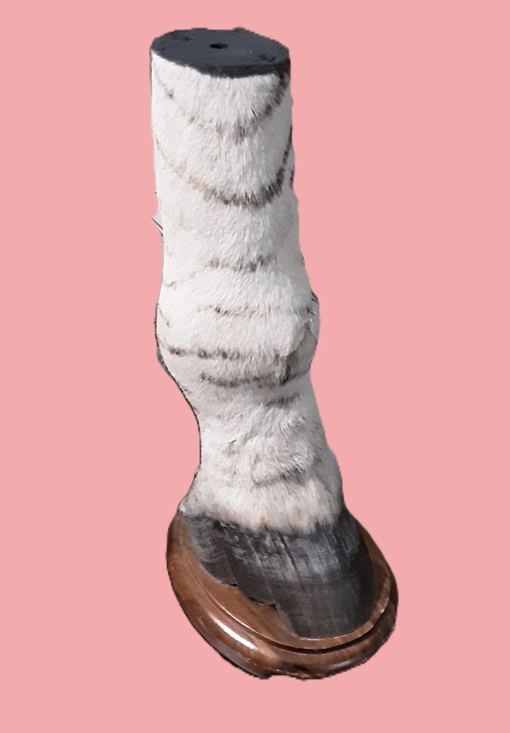 A mounted Zebra leg with a realistic fur pattern on a pink background.