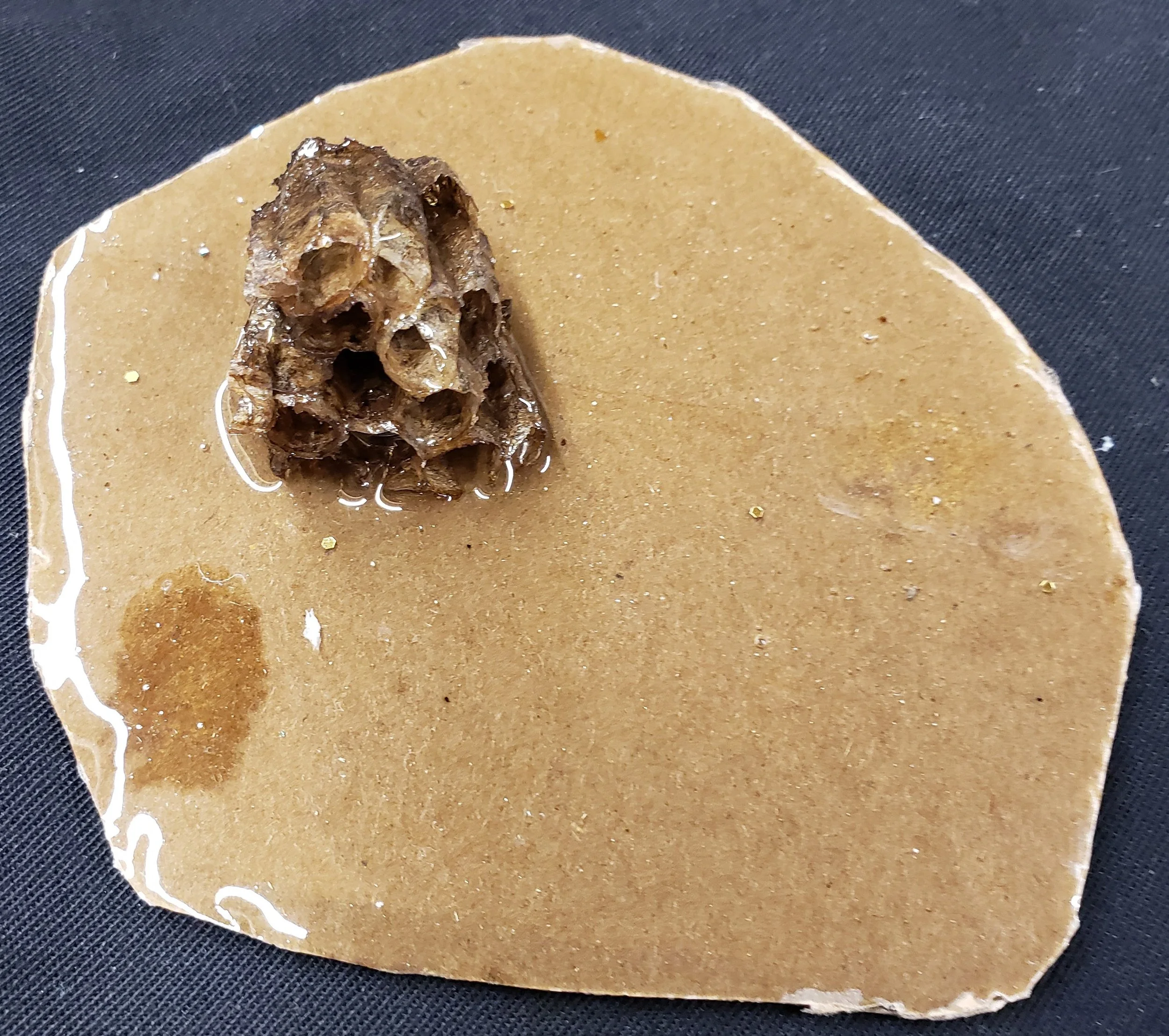 Wasp Nest Resin Art Display