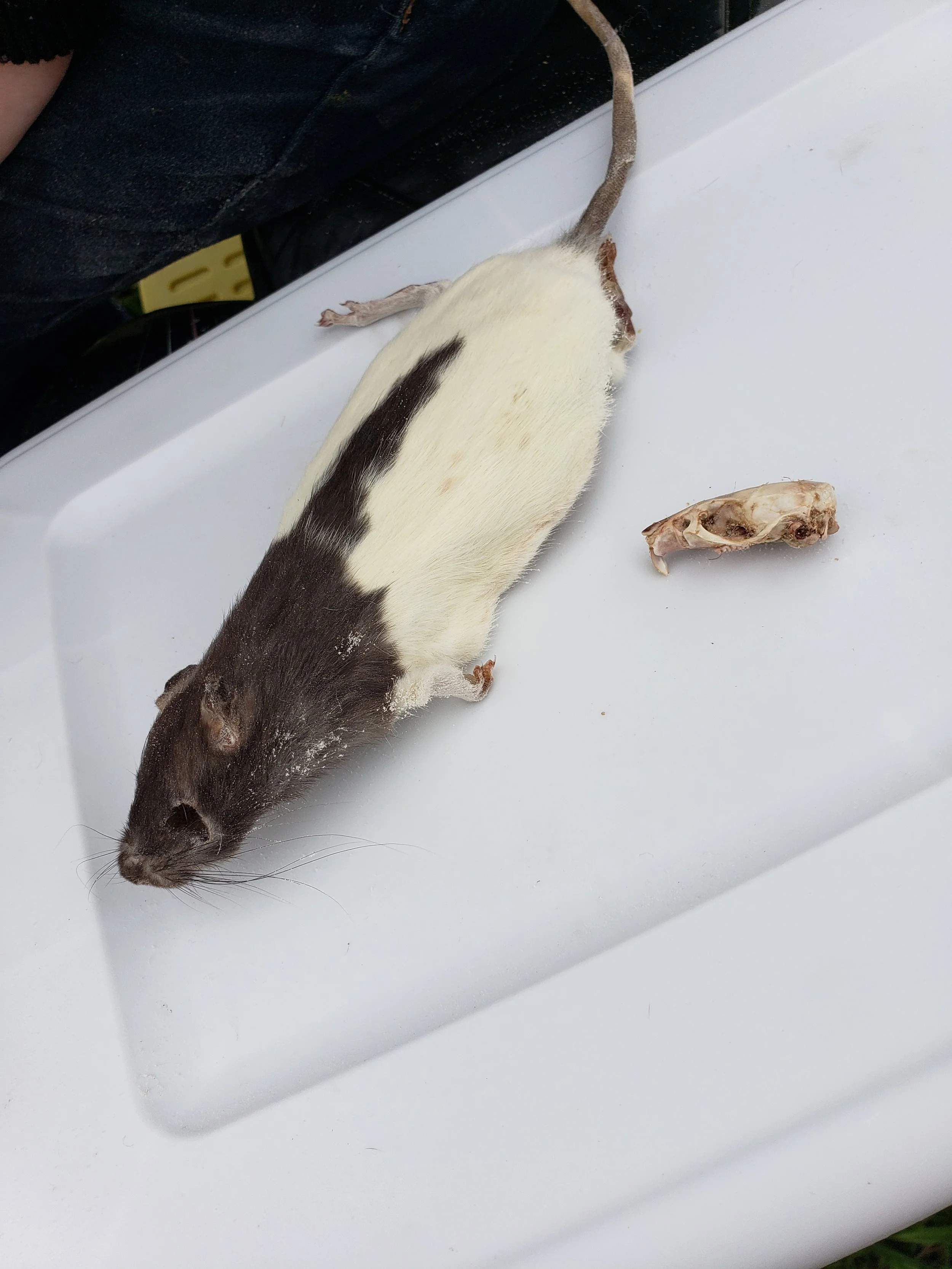 A dead mouse with white and black fur lying on a white surface, with a small piece of bone nearby.