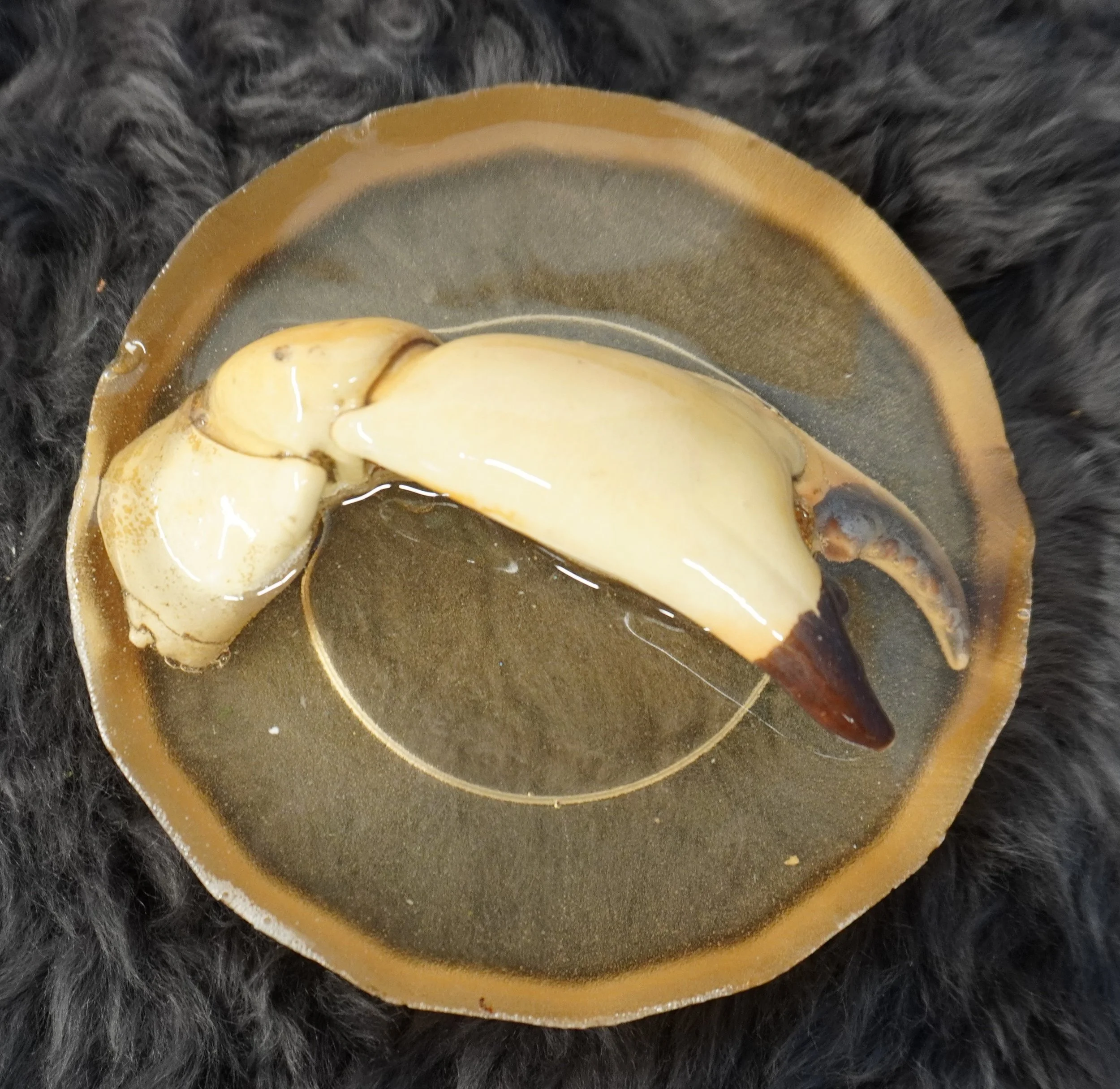 A large crab claw preserved in resin.