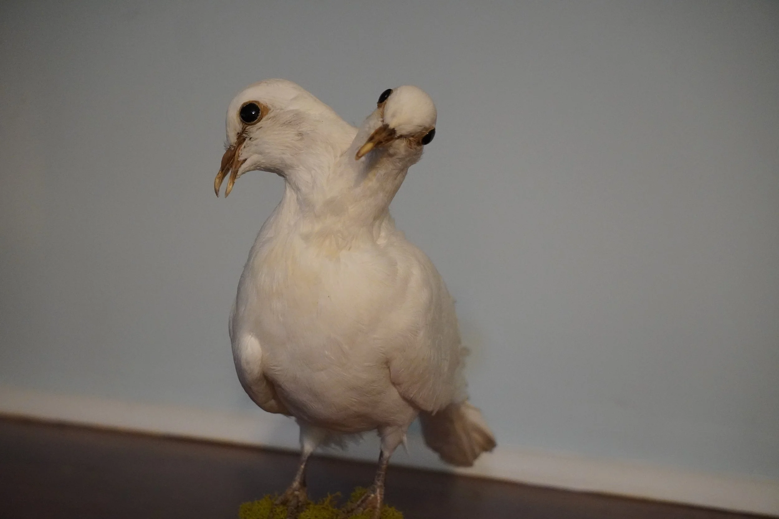 A taxidermy bird with two heads, standing on a wooden surface with a blue-gray background.