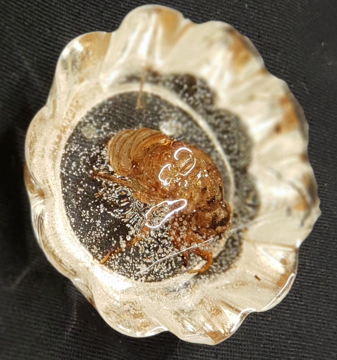 Preserved Insect Art in Resin