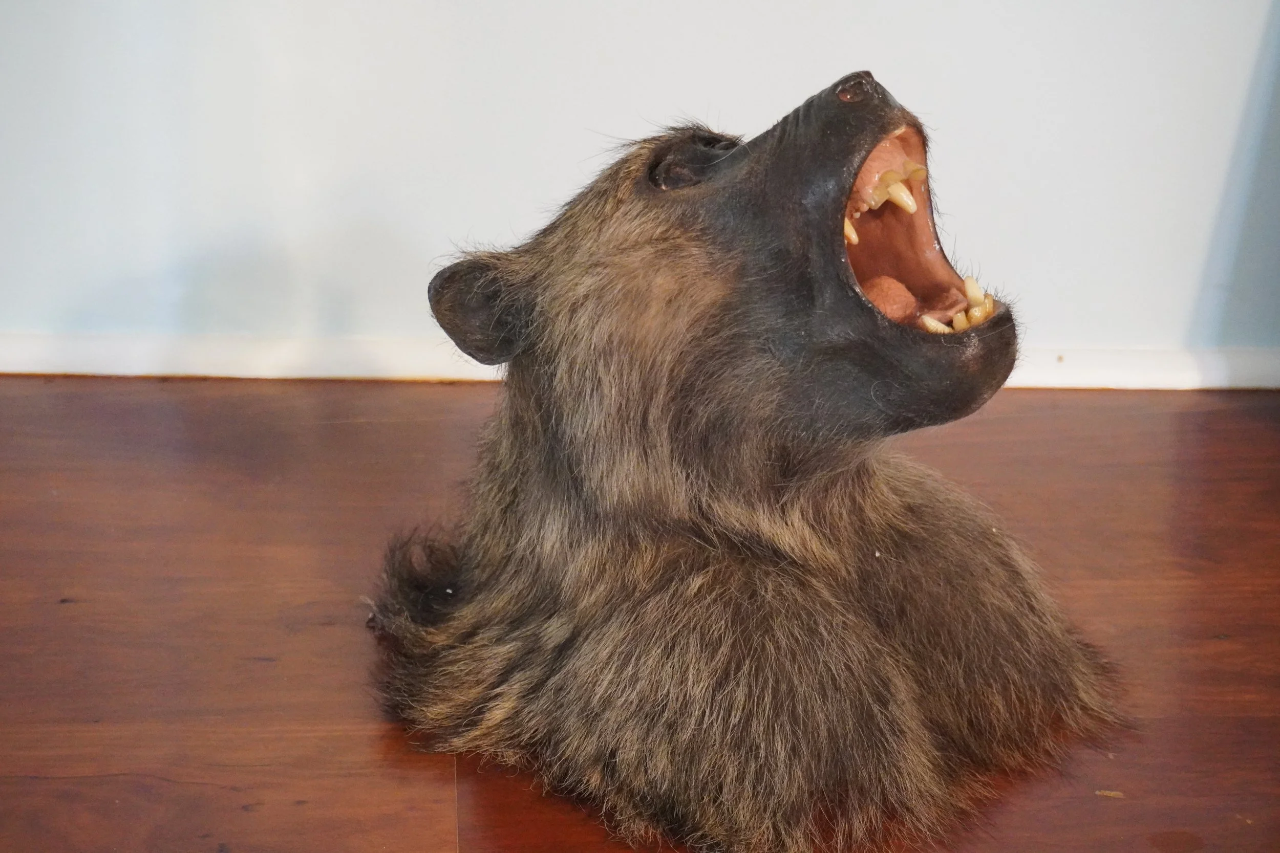 A taxidermy head of a vintage baboon with its mouth open, showing teeth, placed on a wooden surface against a light-colored wall.