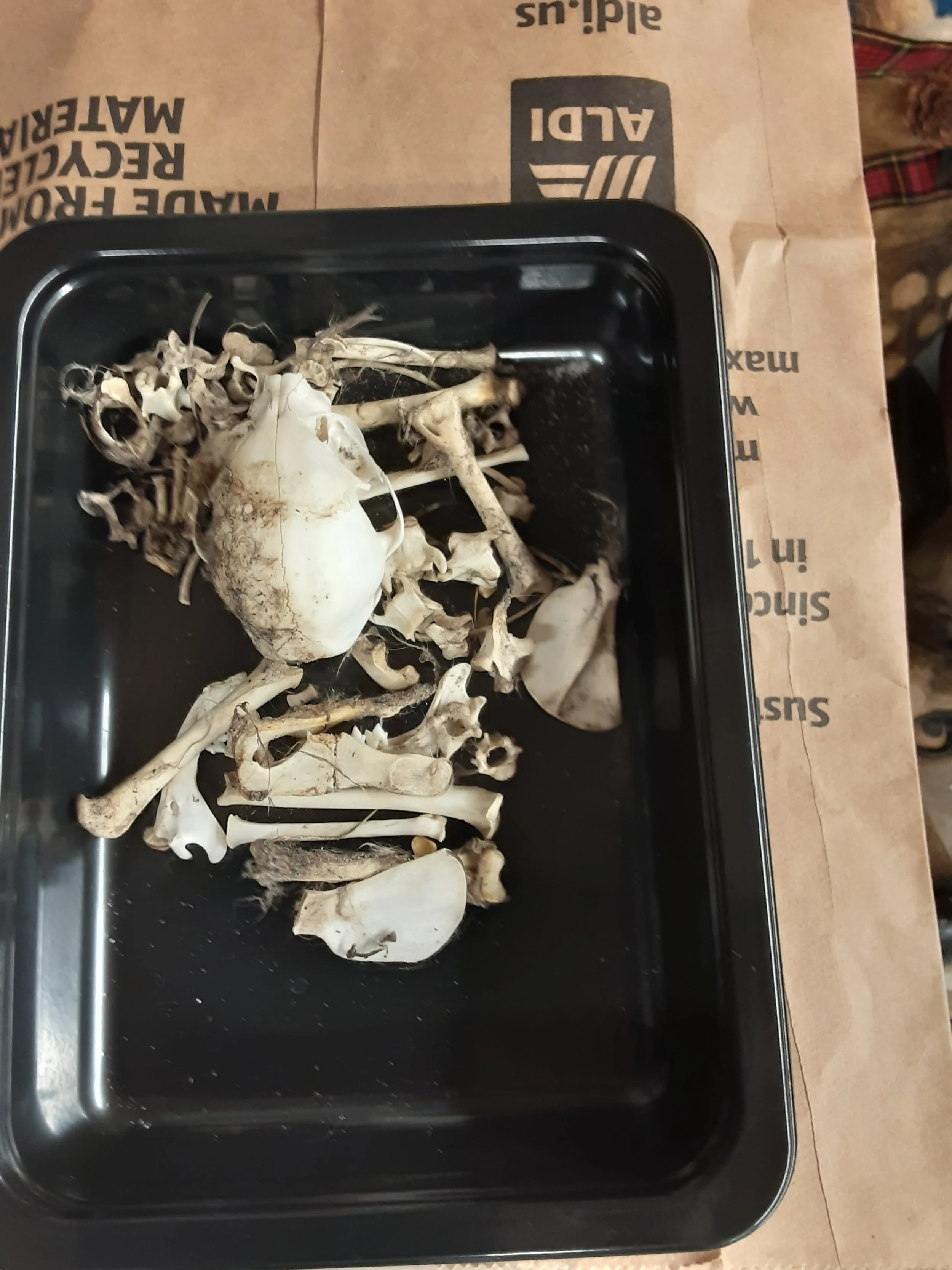 A black tray with animal bones, skull, and scattered smaller bones on it, placed on a brown paper towel with text on it.