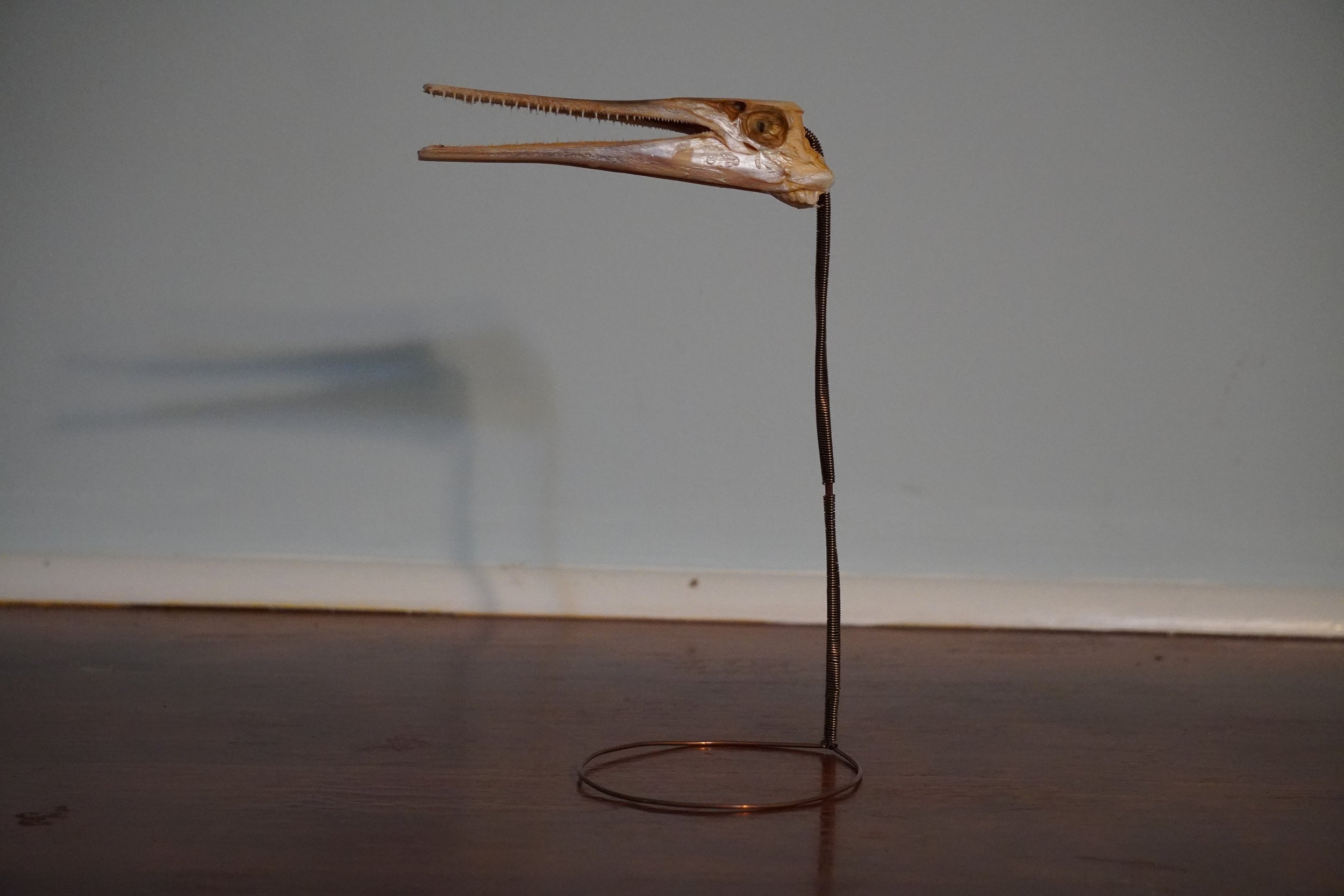 Artistic display of a bird skull with a long beak mounted on a thin, curved metal stand against a plain wall.